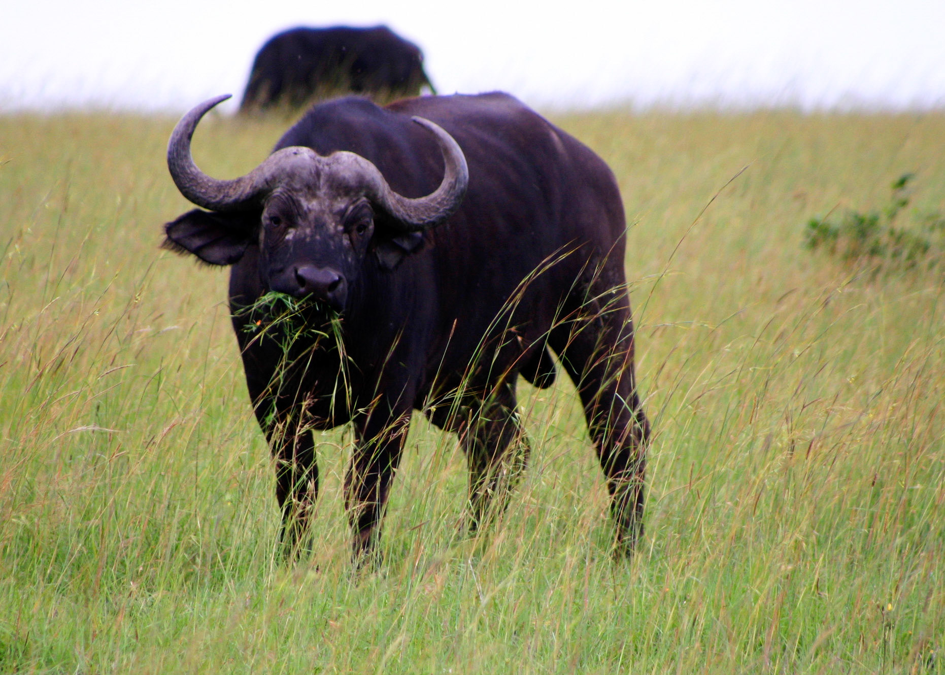 The African Buffalo is considered the most dangerous of the big five, reportedly causing the most human deaths, with wounded animals reported to ambush and attack pursuers.