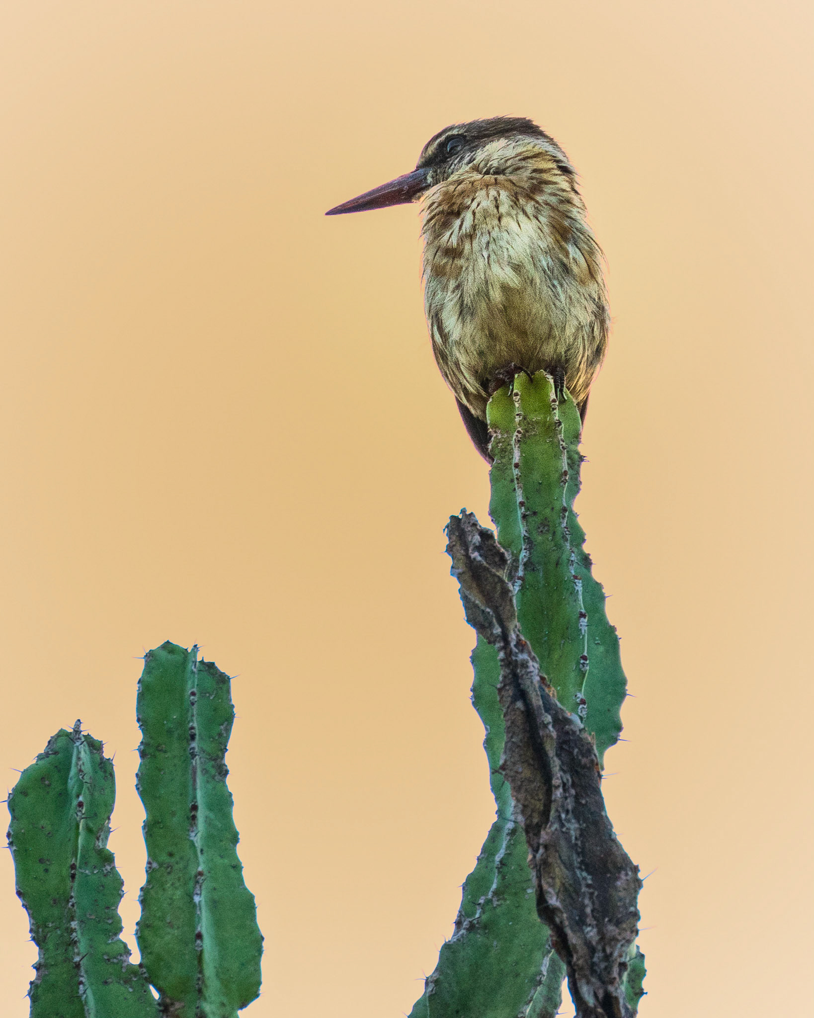 The Brown Hooded Kingfisher