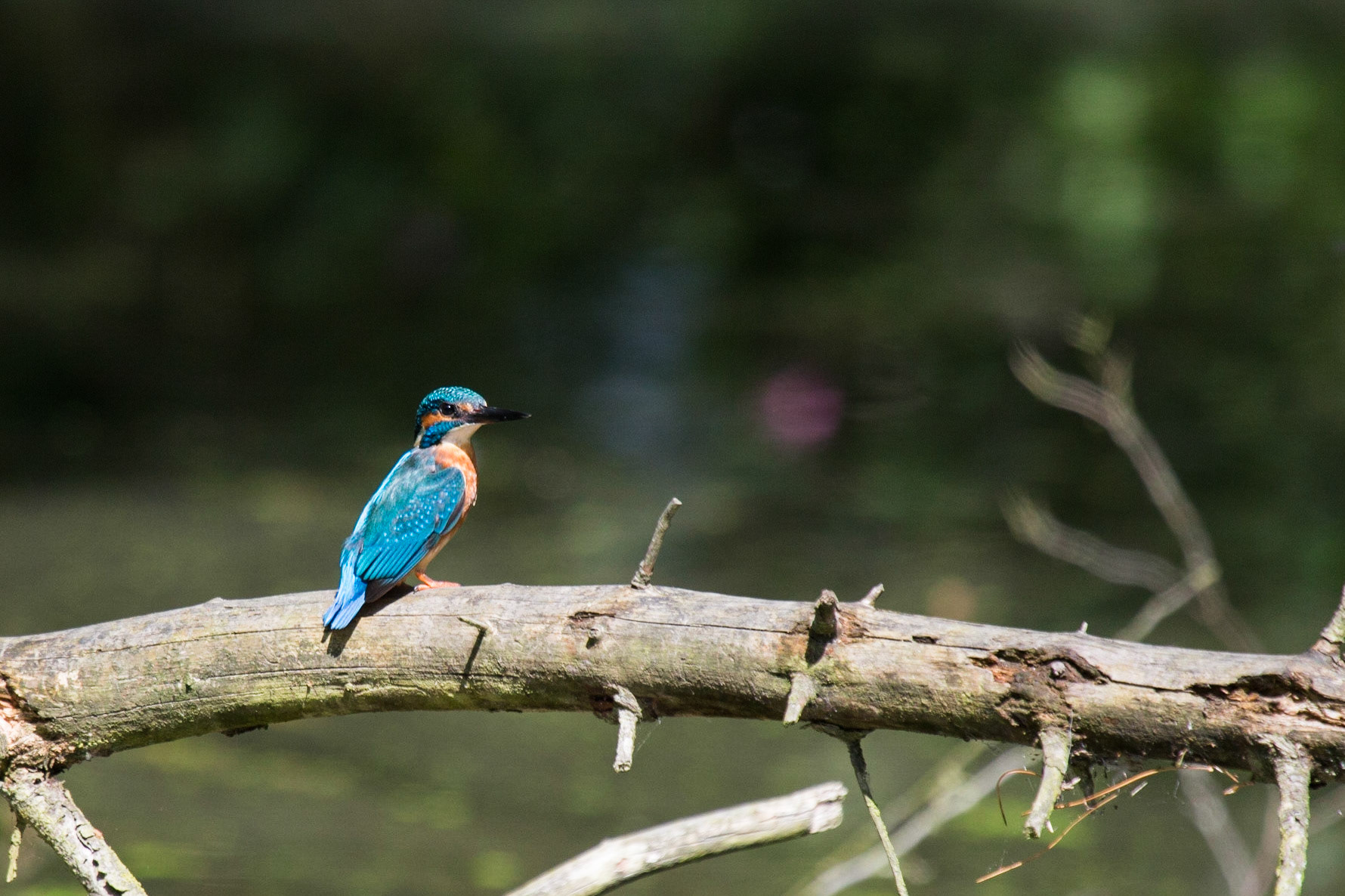 The Eurasian Kingfisher (Alcedo atthis)