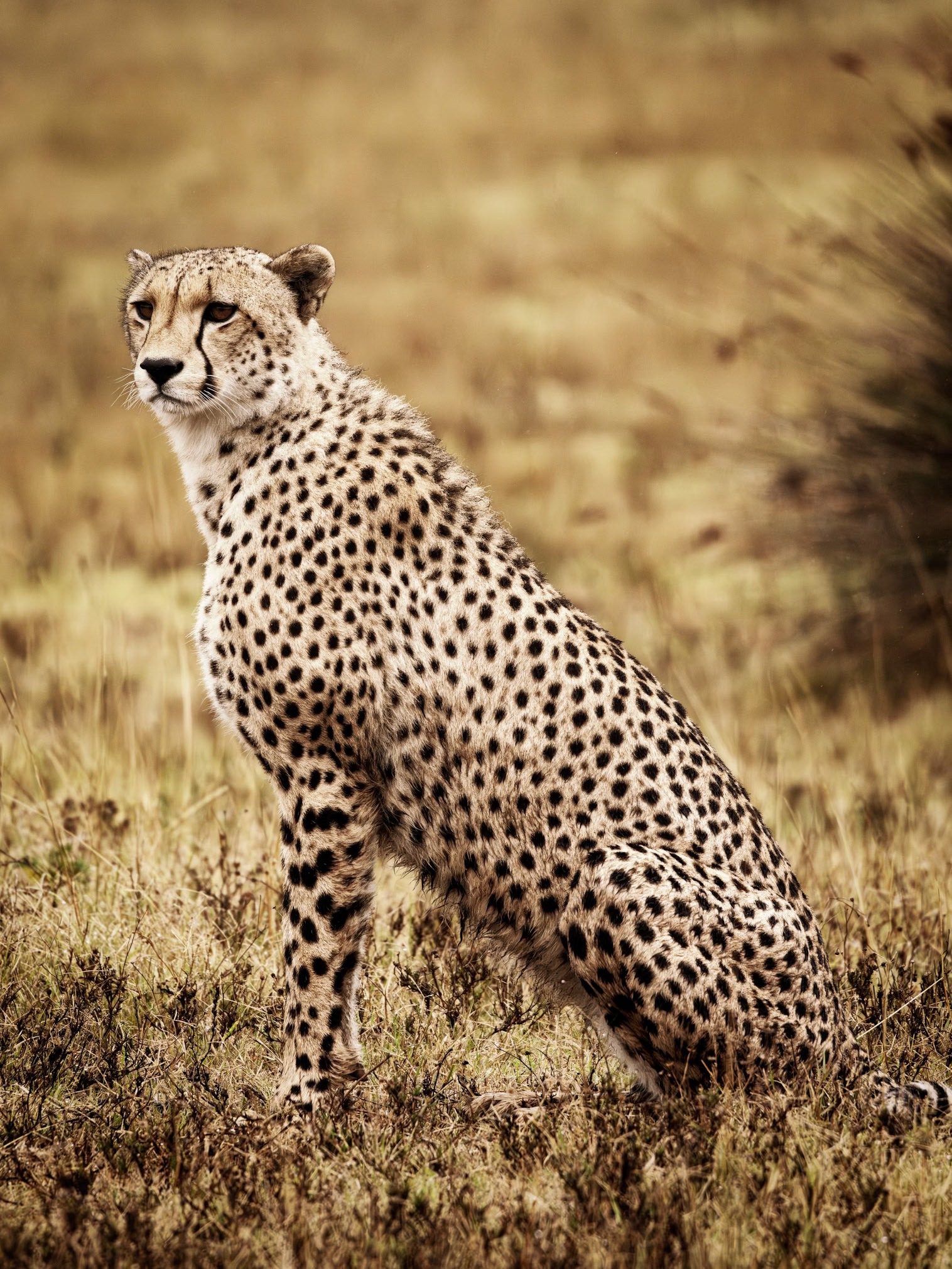 The Cheetah