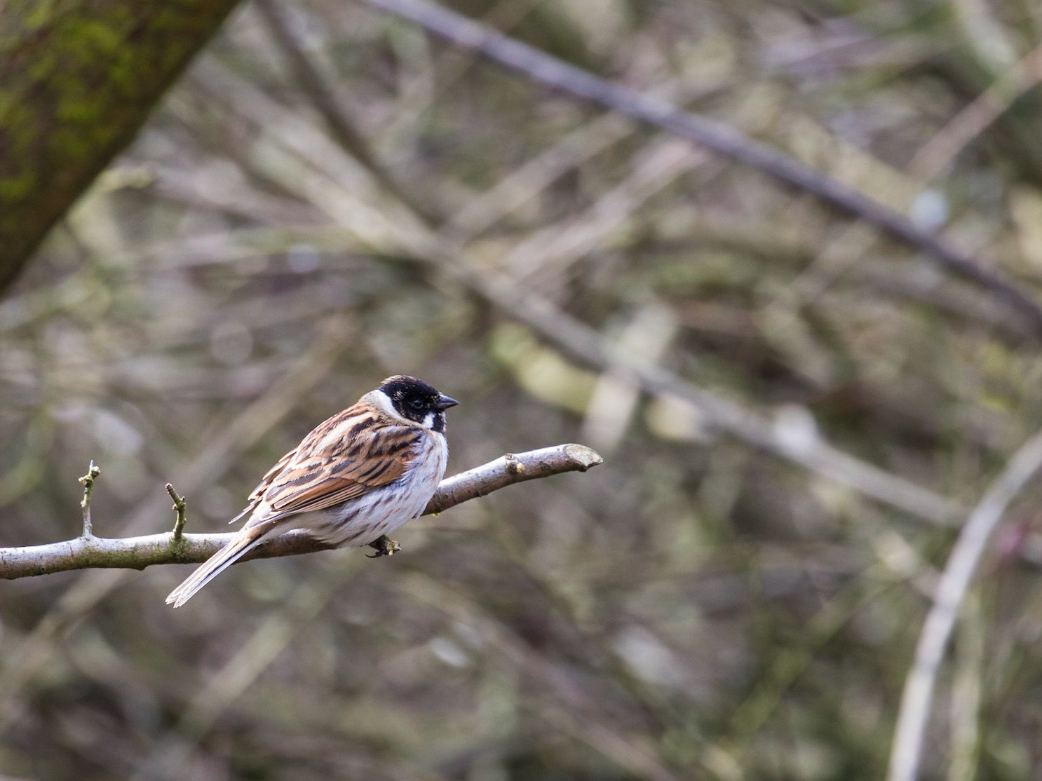 Reed Bunting