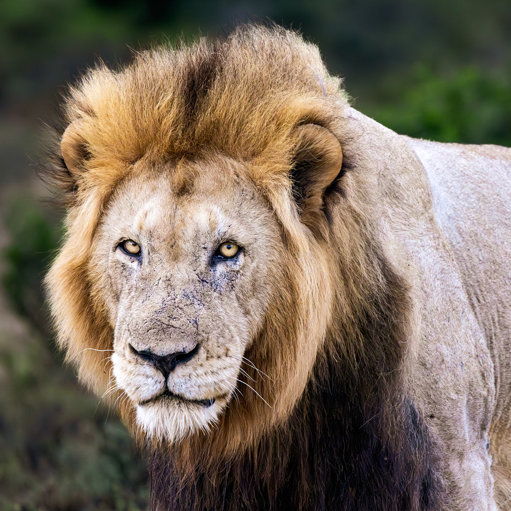 The Male Lion (Panthera leo)