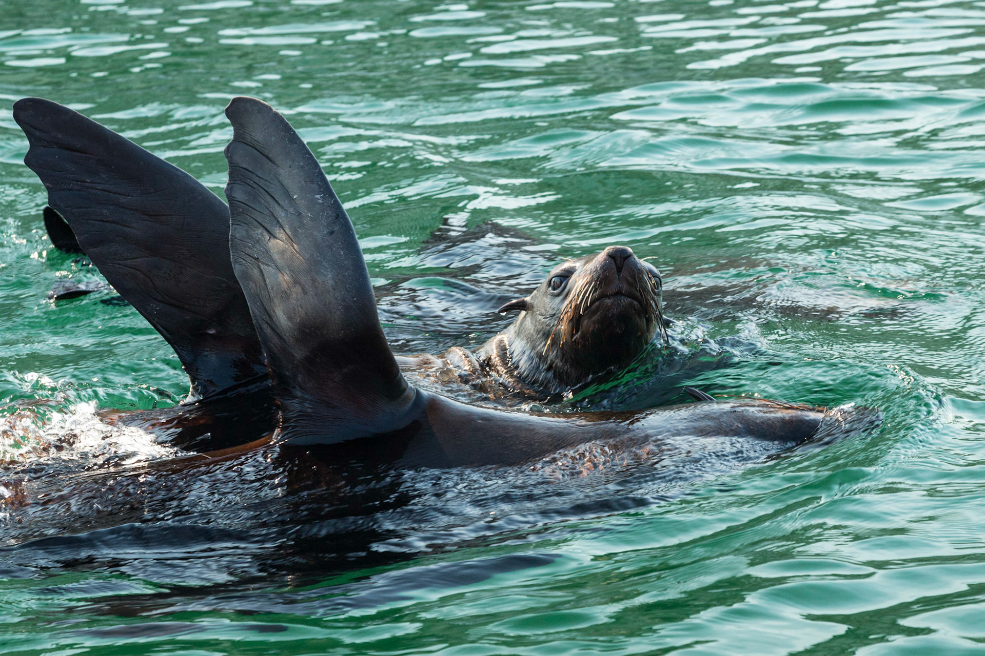 The brown fur seal (Arctocephalus pusillus), also known as the Cape fur seal, South African fur seal and the Australian fur seal