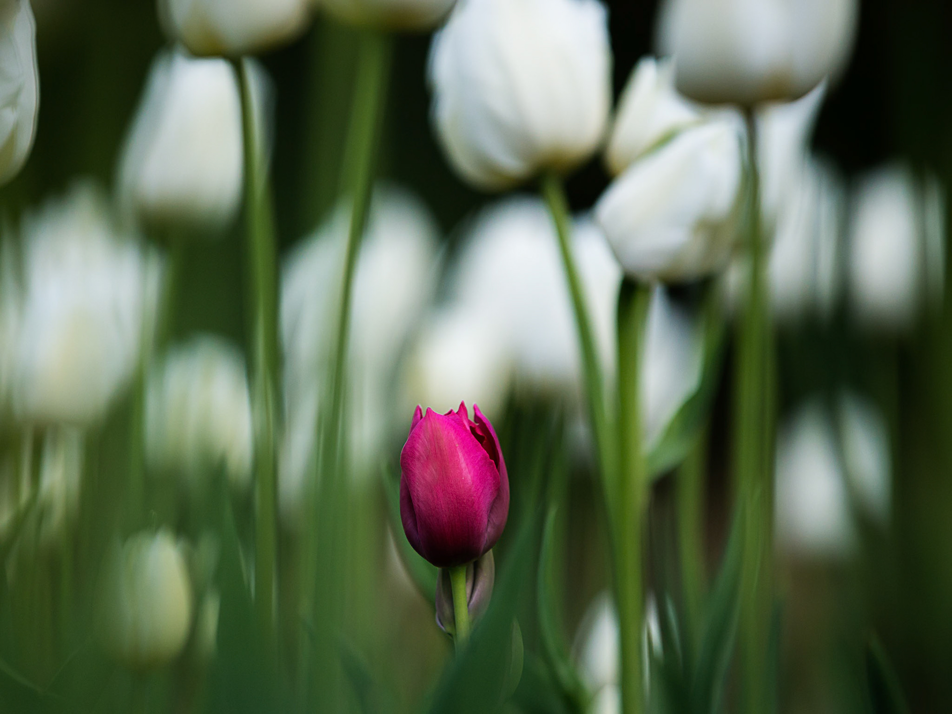 Standing Out In The Crowd