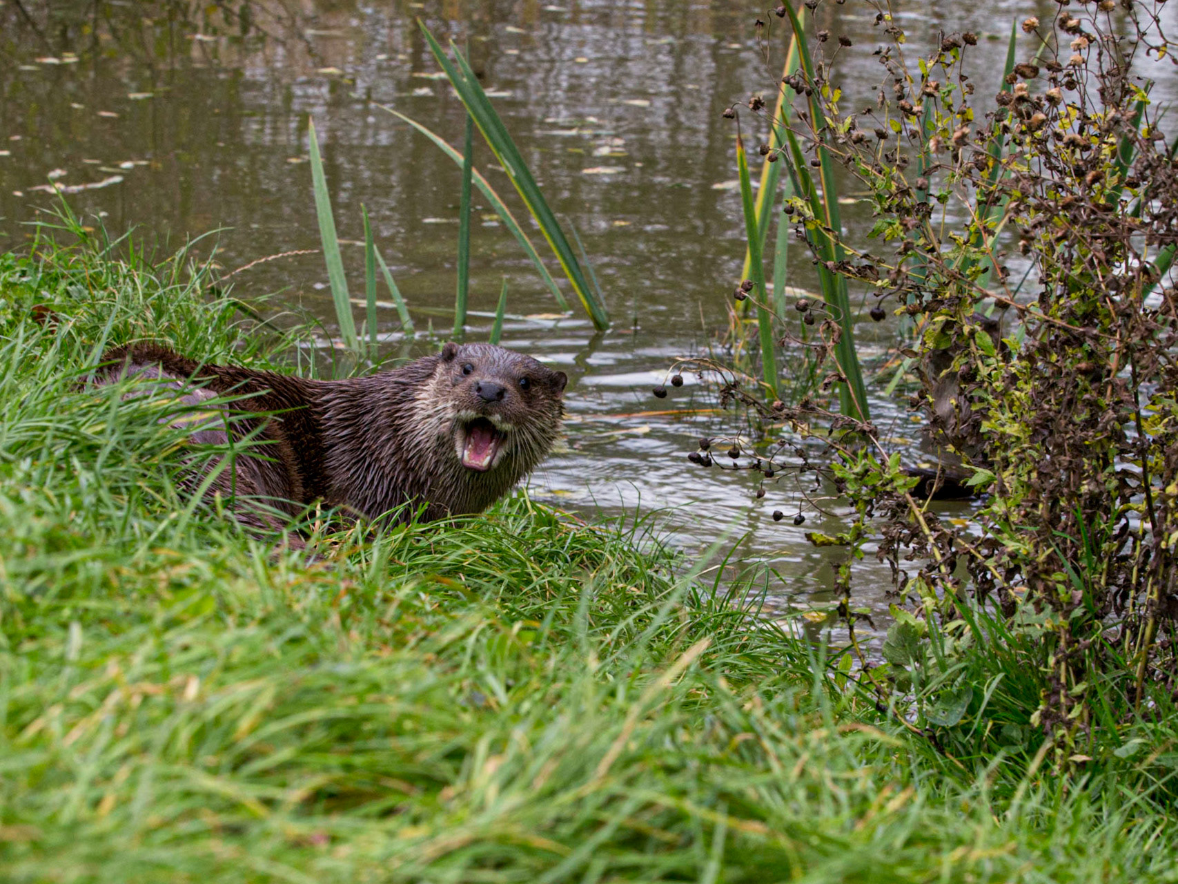 European Otter