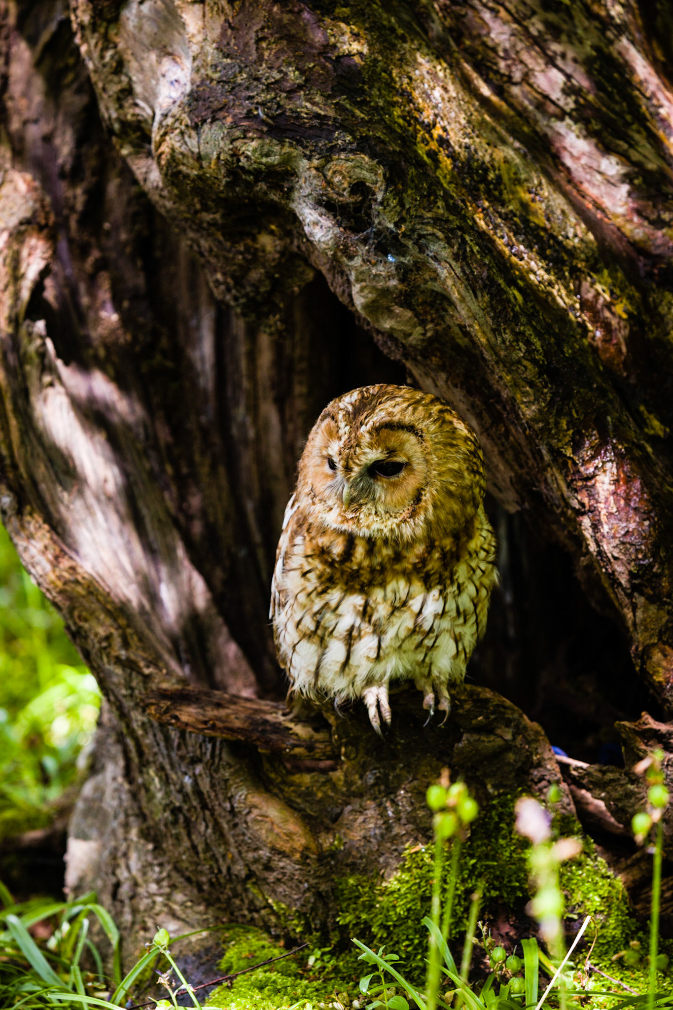 Tawny Owl