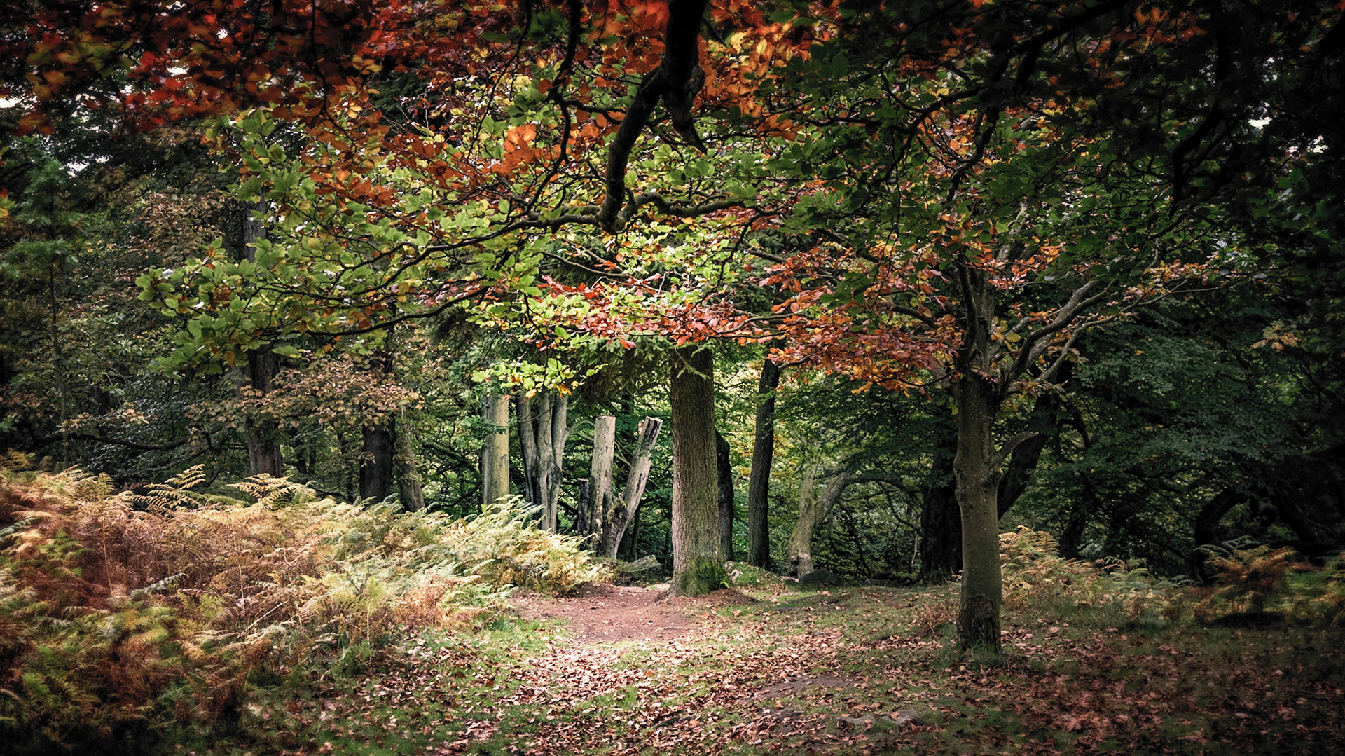 Padley Gorge, Derbyshire