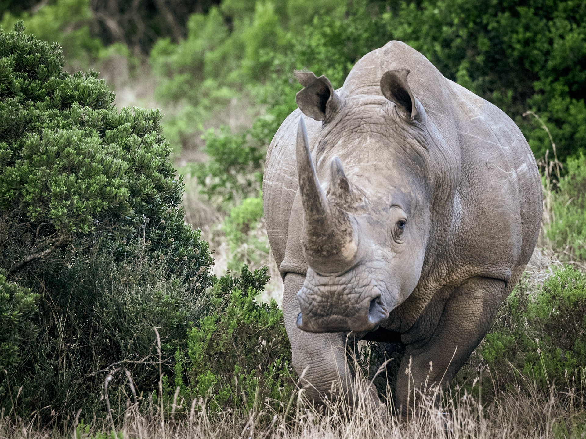 The White Rhinoceros