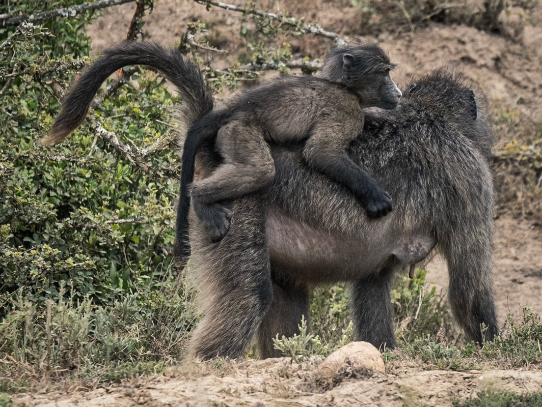 A Mother and Baby Baboon