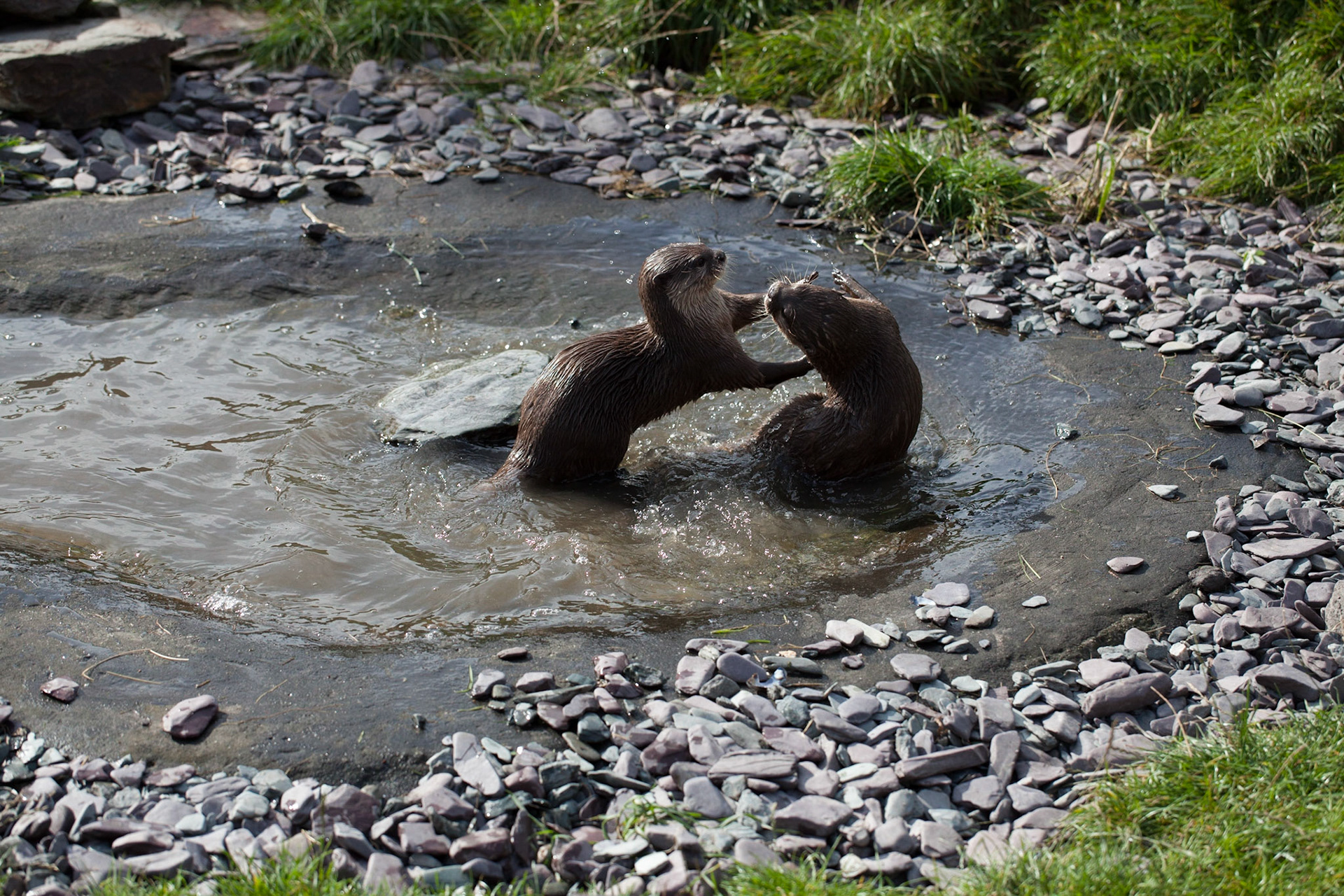 Asian Short-Clawed Otter