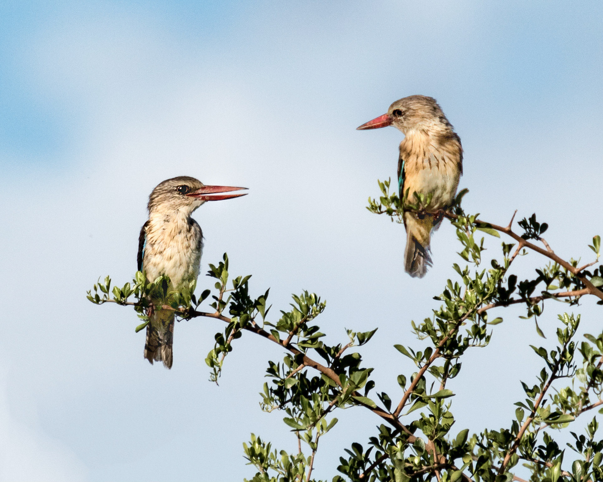 The brown-hooded kingfisher (Halcyon albiventris) is a species of bird in the subfamily Halcyoninae. It is found in Angola, Botswana, Republic of the Congo, Democratic Republic of the Congo, Gabon, Kenya, Malawi, Mozambique, Namibia, Somalia, South Africa, Swaziland, Tanzania, Zambia, and Zimbabwe.  It is a  medium-sized kingfisher (approximately 23cm), with a big bill.  In adult birds, both upper and lower mandibles are red.  The bird has a brown crown, which is darker in adult females than males.  The rest of the birds’ plumage is made up of brown, white, black and some blue feathers.  The blue colour is best observed from behind.  Adult birds call quite often, but they are not always that easily seen or photographed, preferring to spend time perched under a tree canopy.Hunting is usually from a perch, and prey captured on the ground or from branches of trees.  Larger prey items are sometimes brought back to the perch, and beaten until dead and easier to swallow.  They feed on insects, scorpions, reptiles, amphibians, occasionally other birds, and rarely on fish.