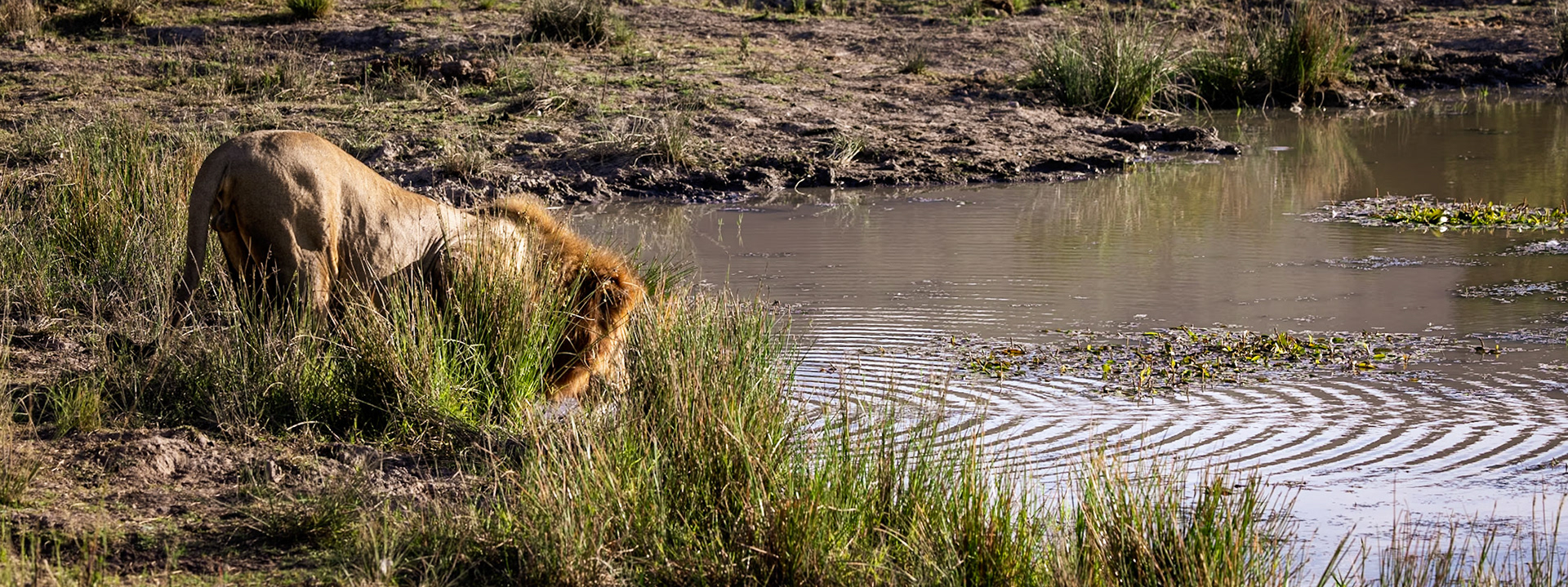 The Male Lion At The Waterhole