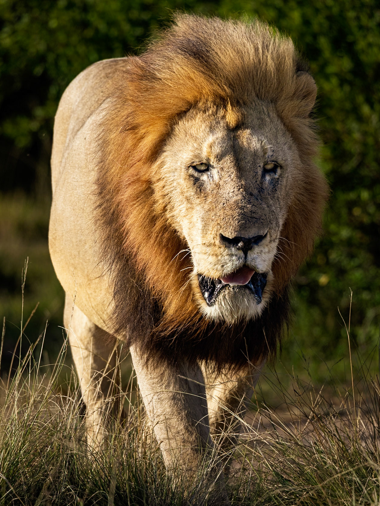 The Male Lion In The Early Morning Sunlight