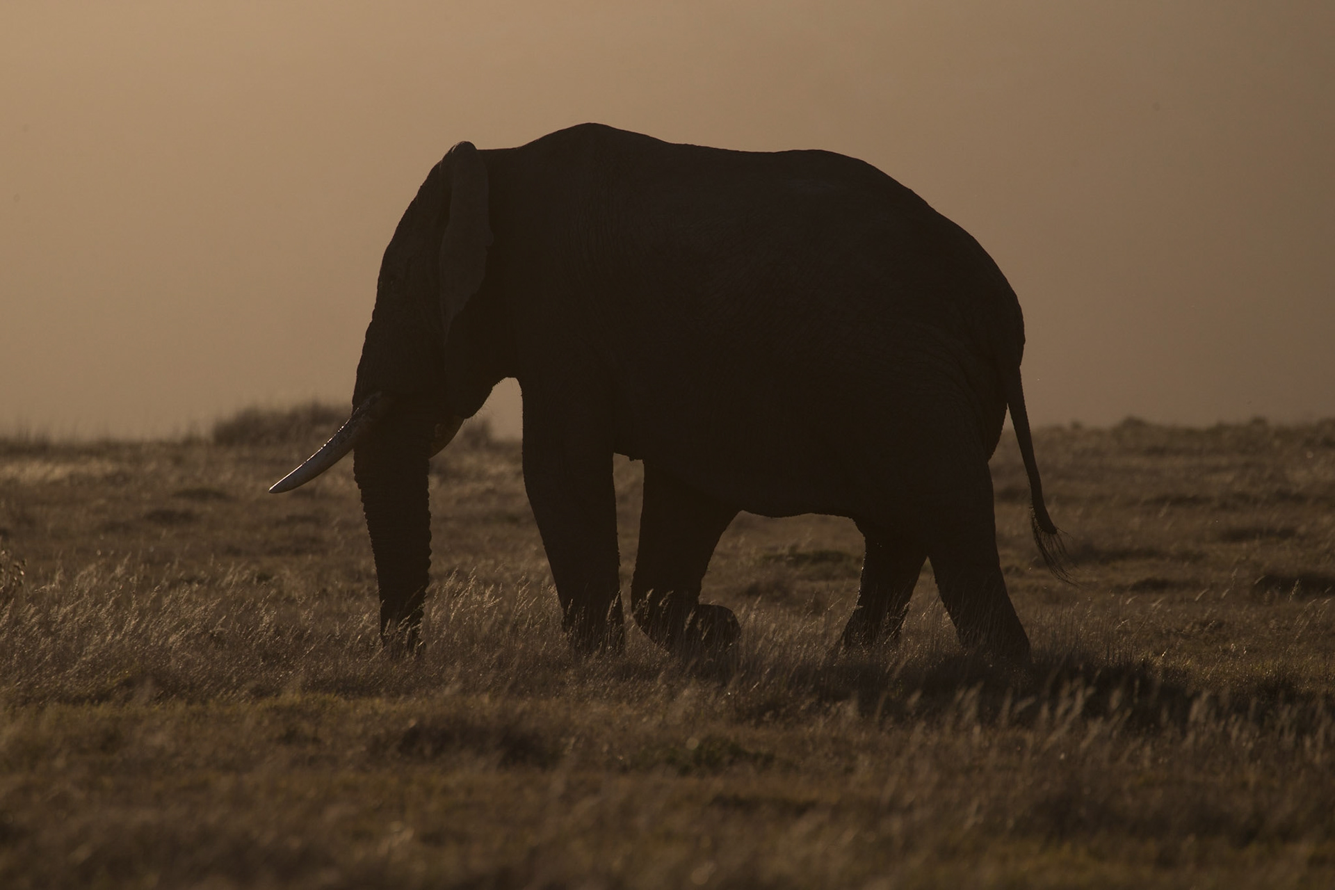 Elephant In The Sunset