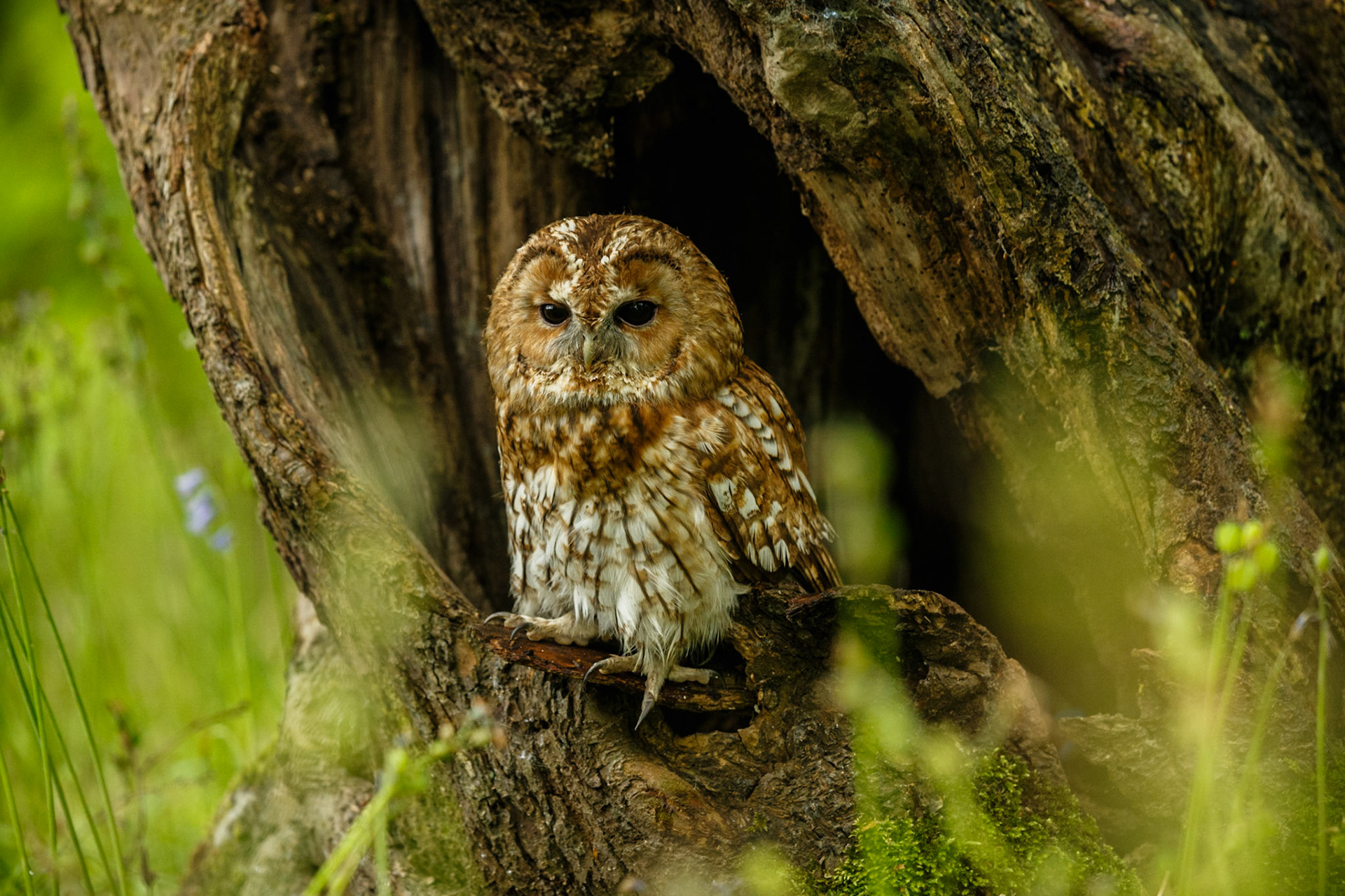 Tawny Owl