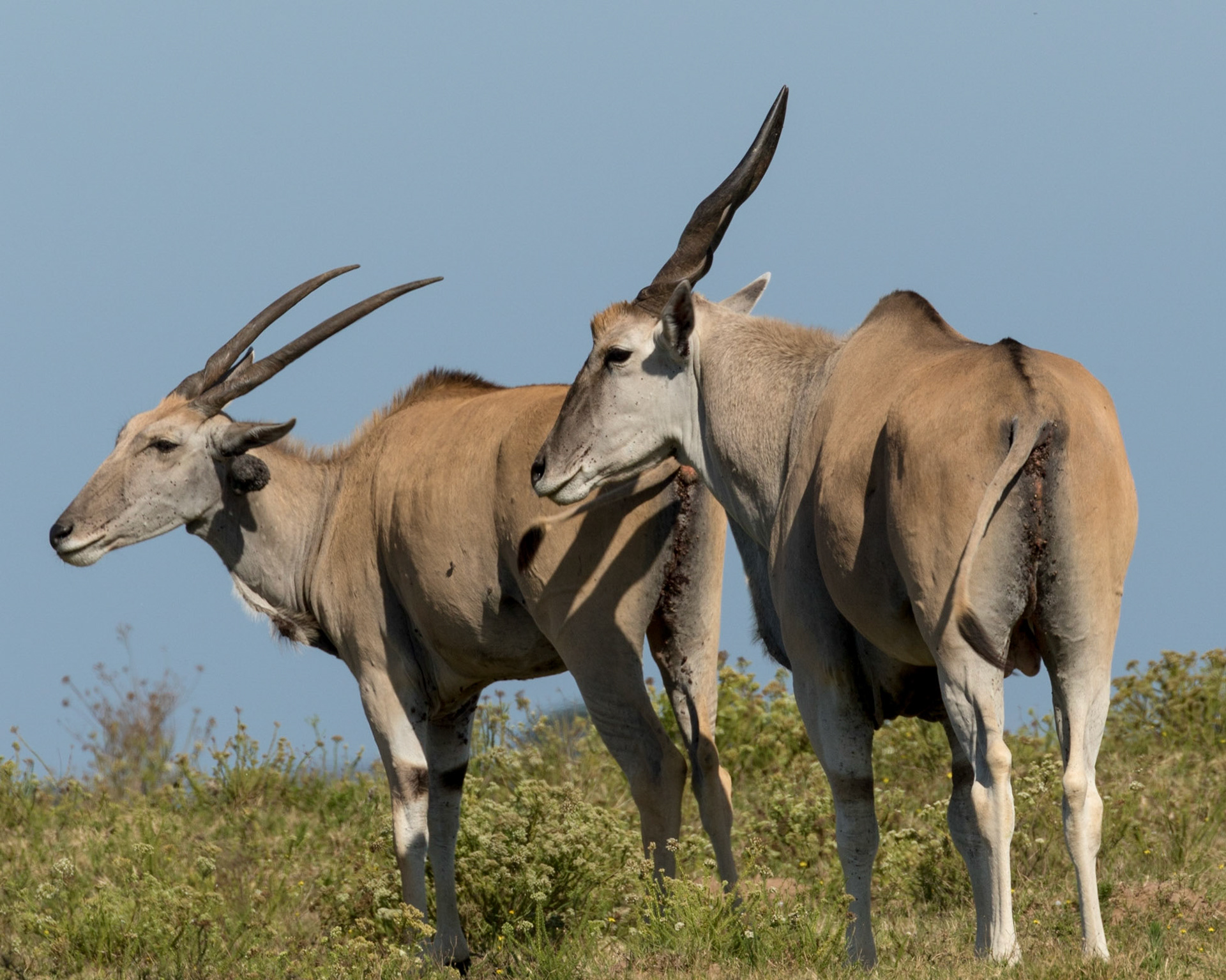 Eland (Taurotragus oryx) Plagued With Ticks