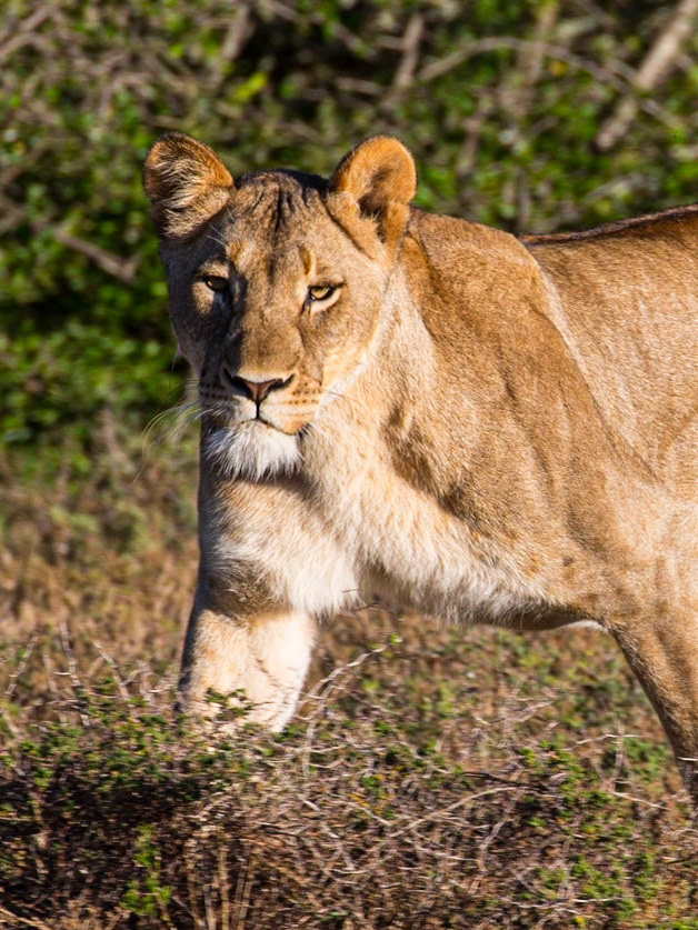 Lions do not generally avoid confrontation, but will usually face a challenger. Lions are unpredictable and may charge when sufficiently annoyed or confronted by danger. These factors together make lion hunting a challenge to photographers