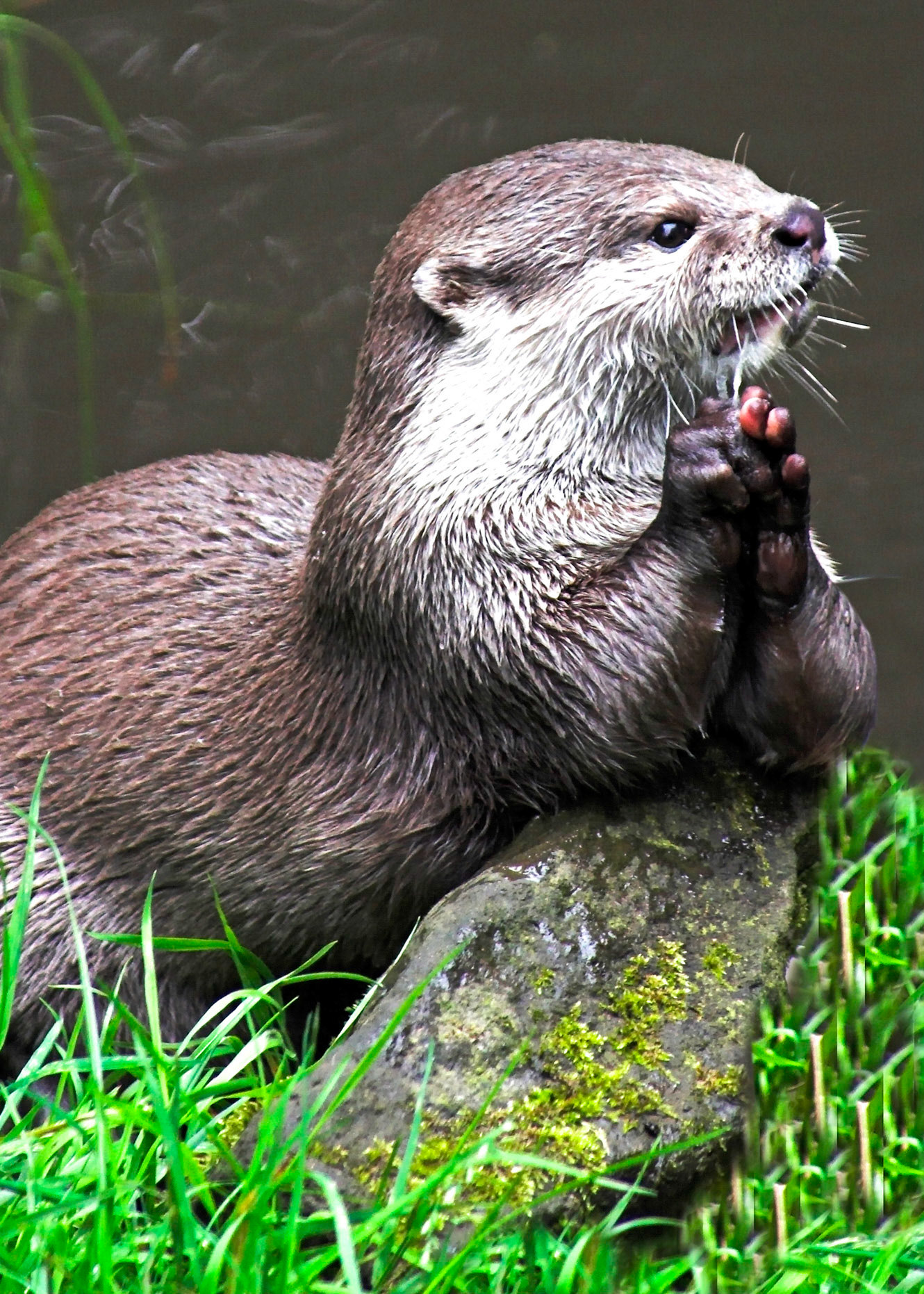 Asian Short Clawed Otter
