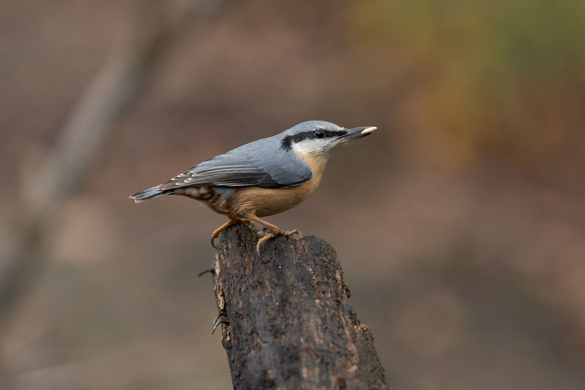 Nuthatch