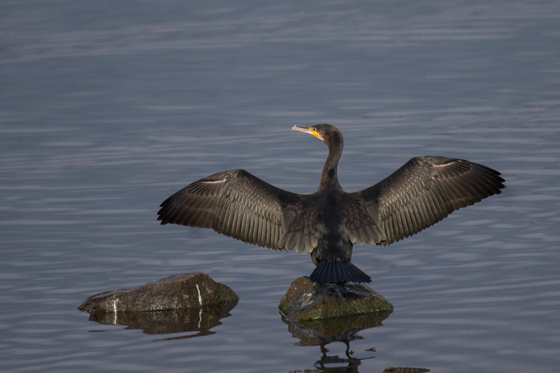Cormorant Drying It's Wings