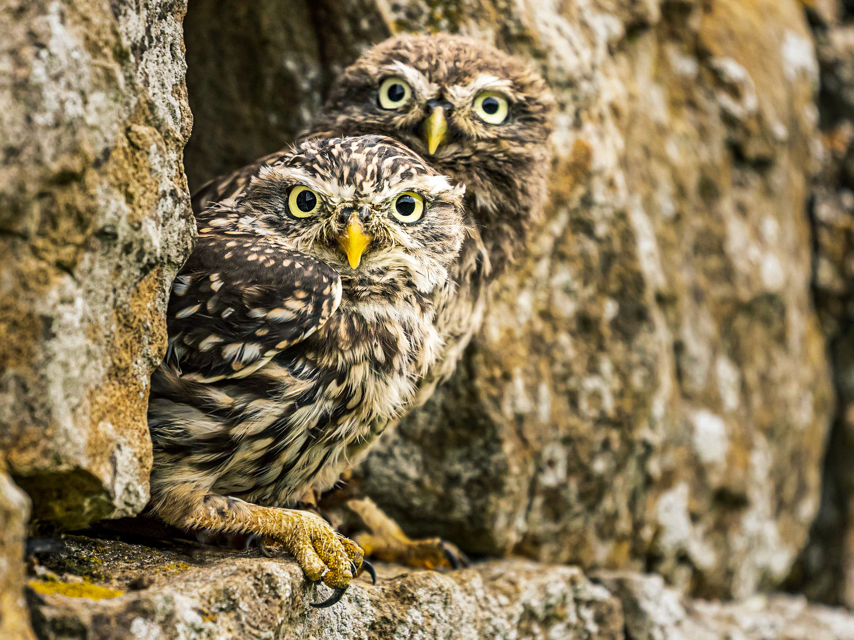 A Pair Of Little Owls