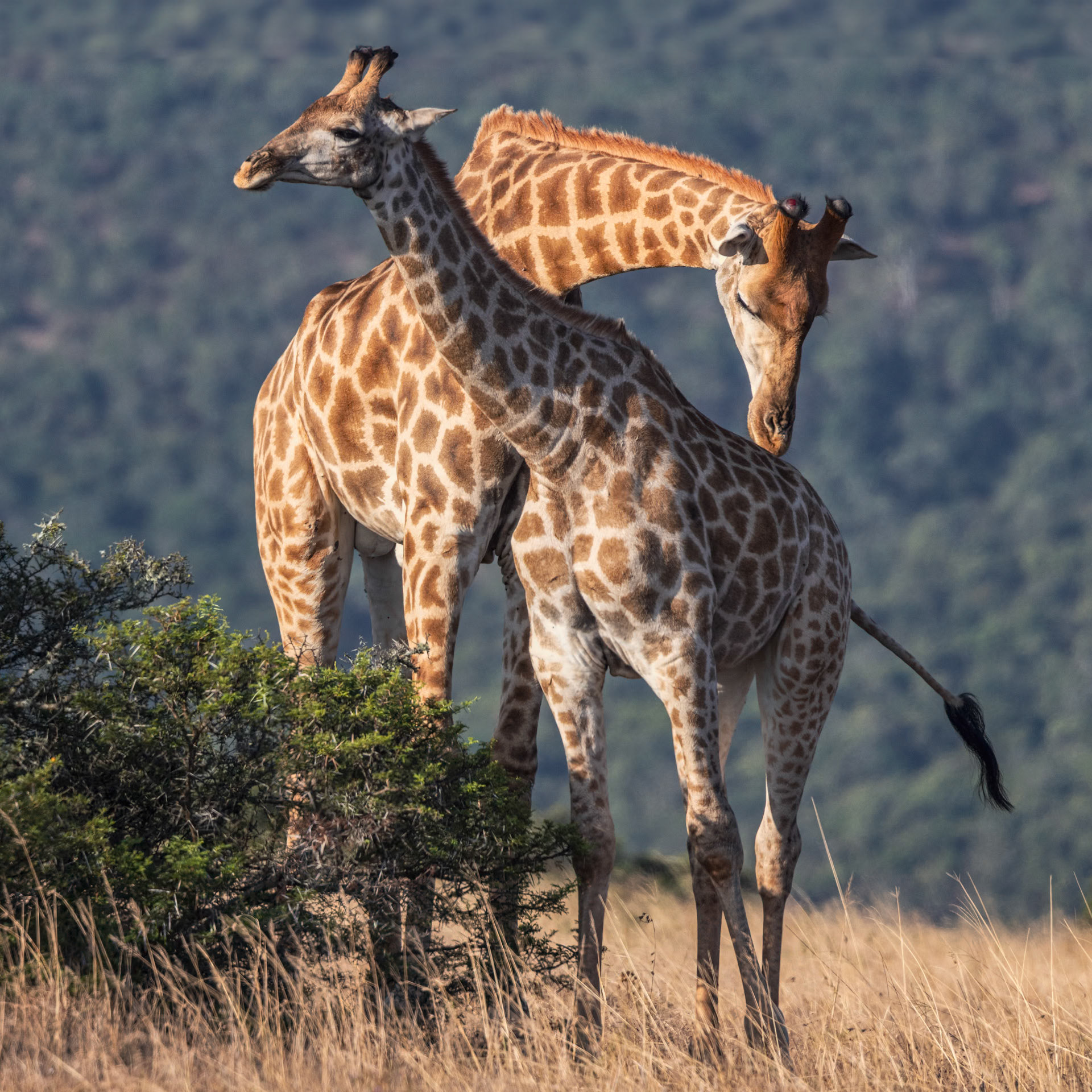 A Pair Of Giraffes