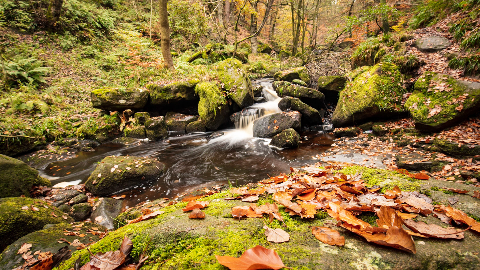Padley Gorge, Derbyshire