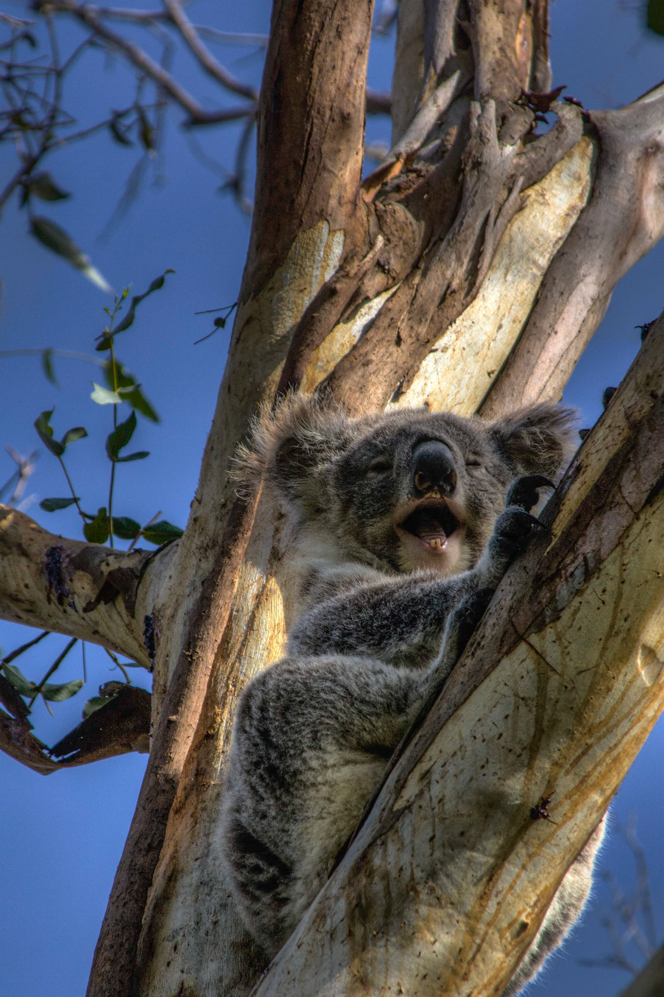 Koala In A Eucalyptus Tree