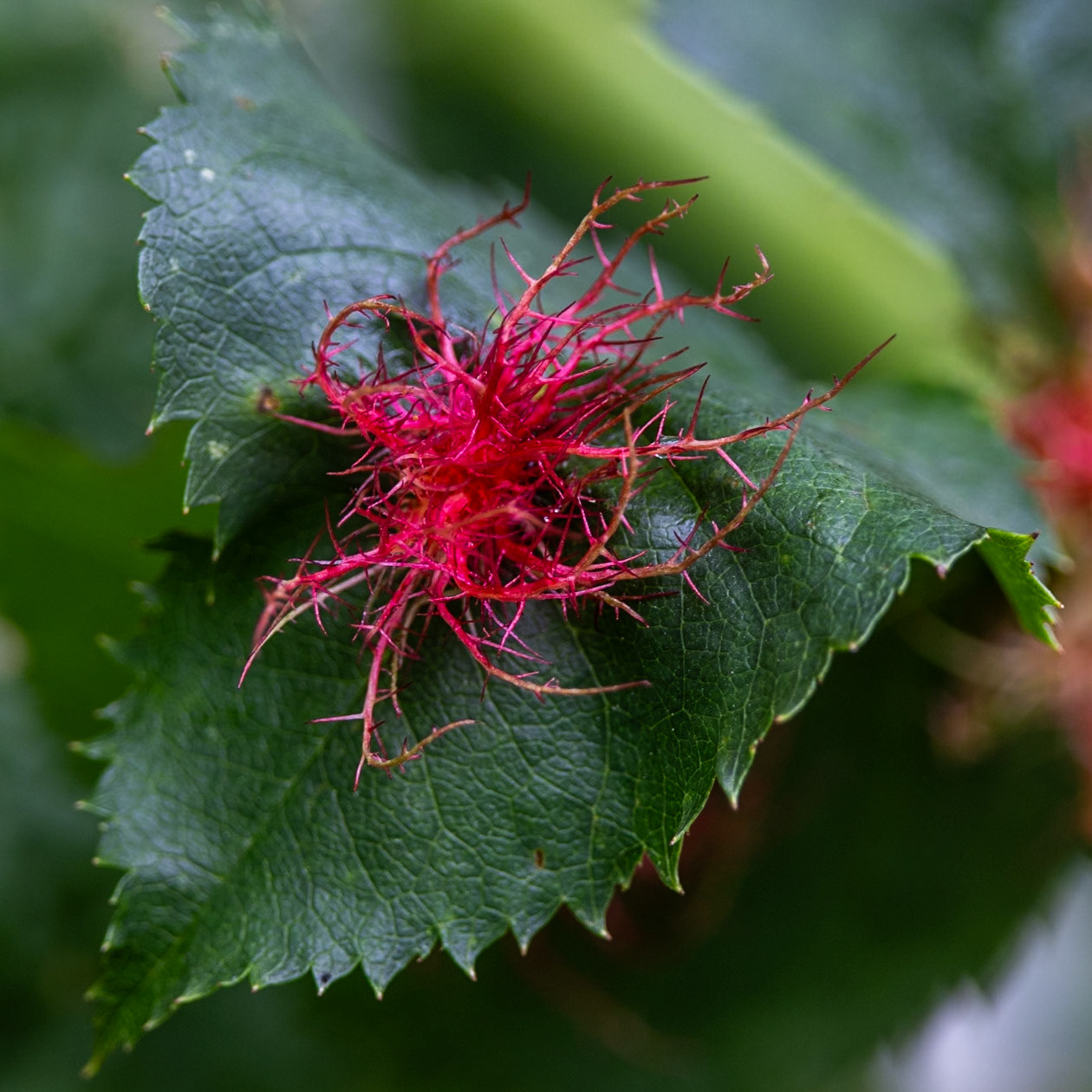 Diplolepis rosae. Living up to its name, the Robin's pincushion is a red, round, hairy growth that can be seen on wild roses. It is caused by the larvae of a tiny gall wasp that feeds on the host plant, but causes little damage