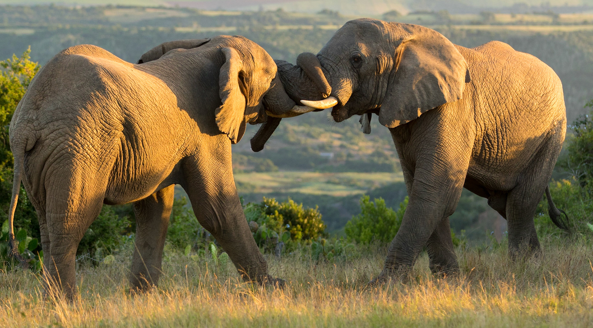 Elephants Fighting In The Evening Light