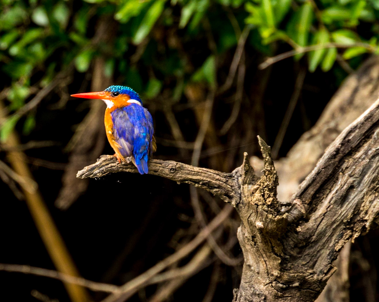 The Malachite Kingfisher