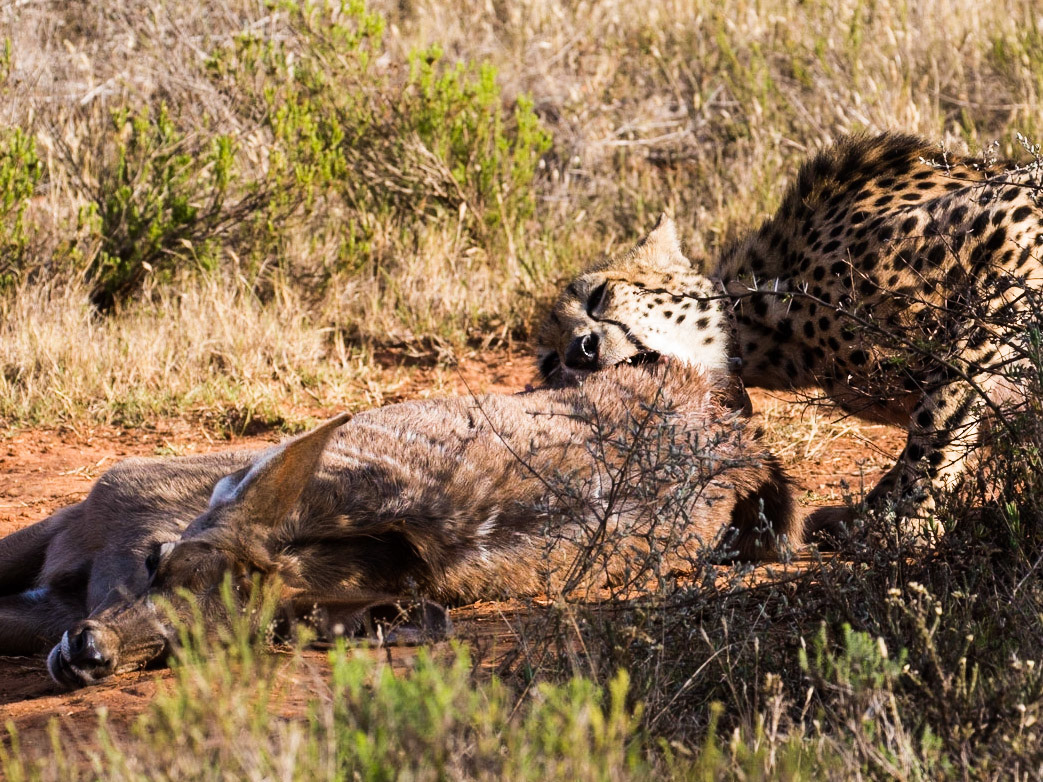 Cheetah With Kill