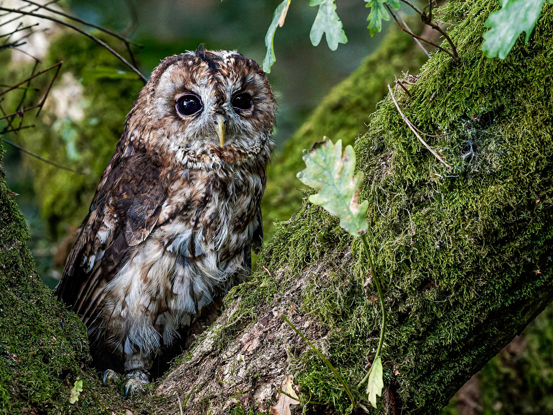 Tawny Owl