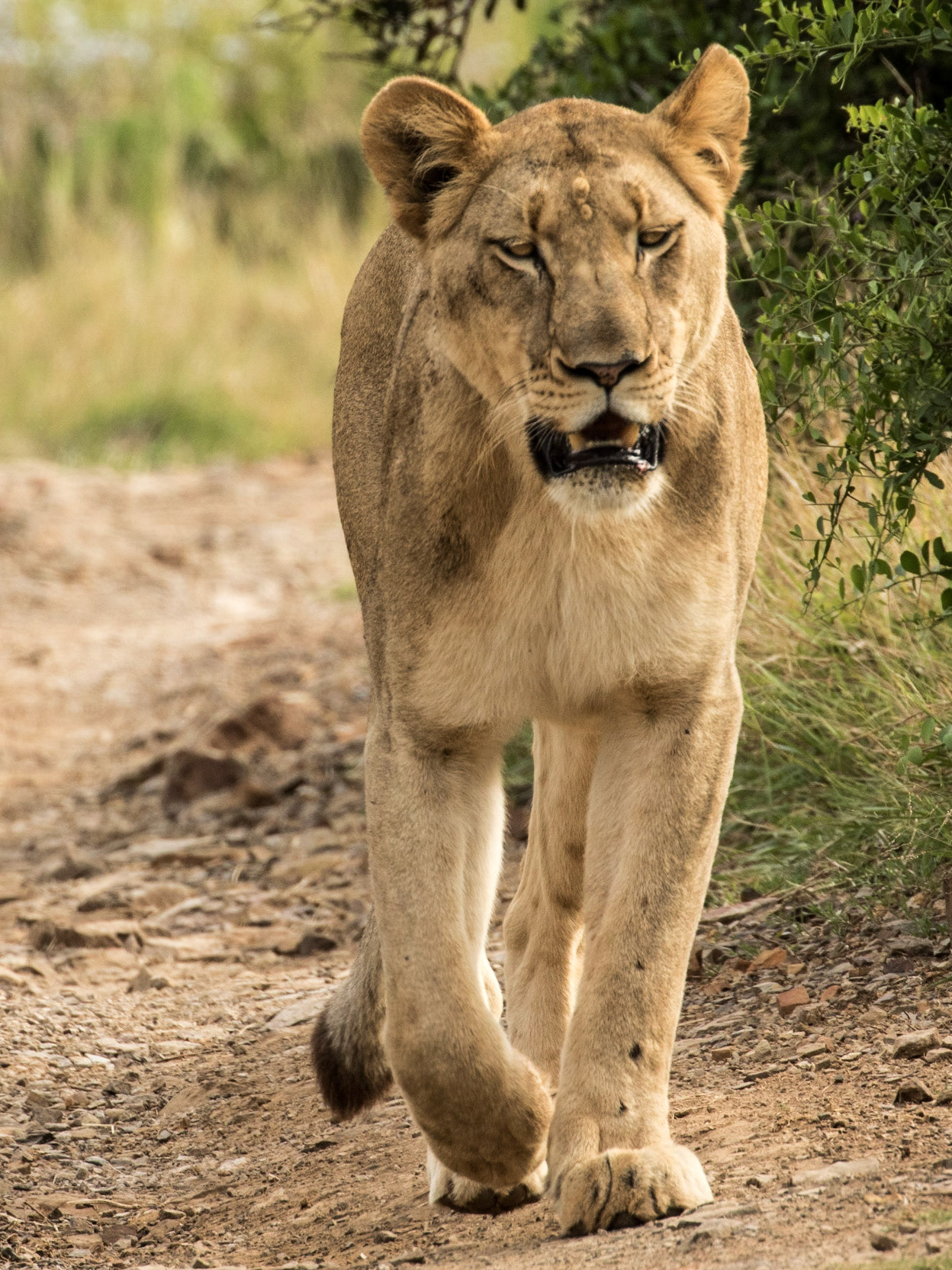 Female Lion On The Prowl