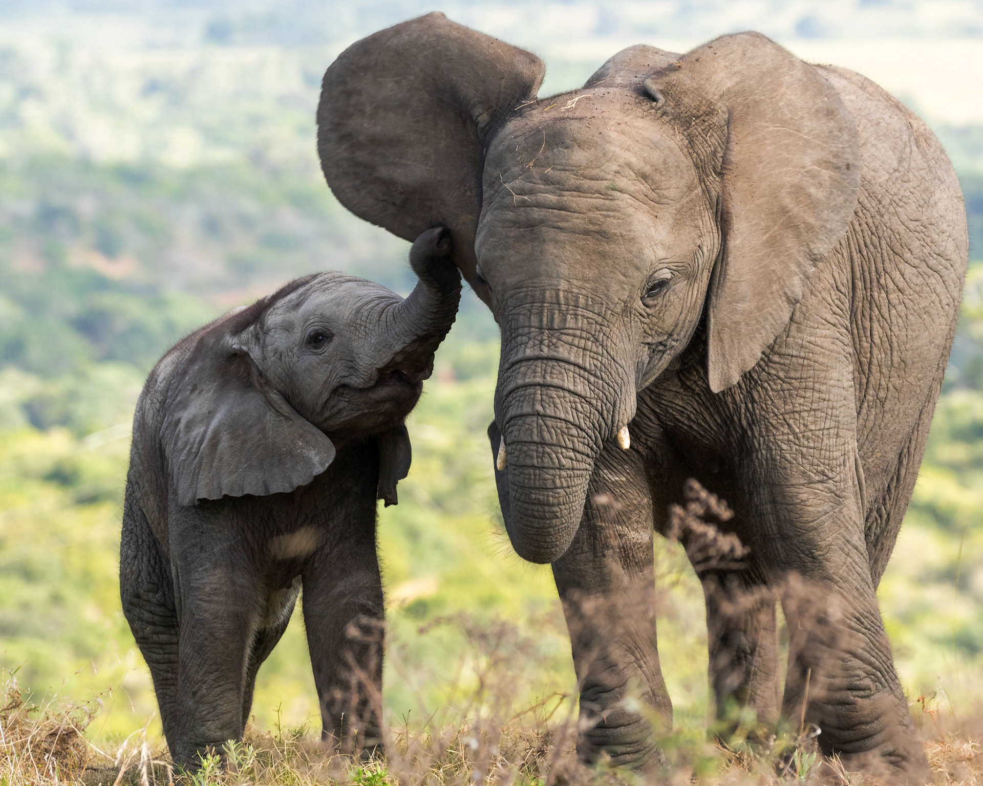 Playful Elephant Calf Annoying His Older Brother
