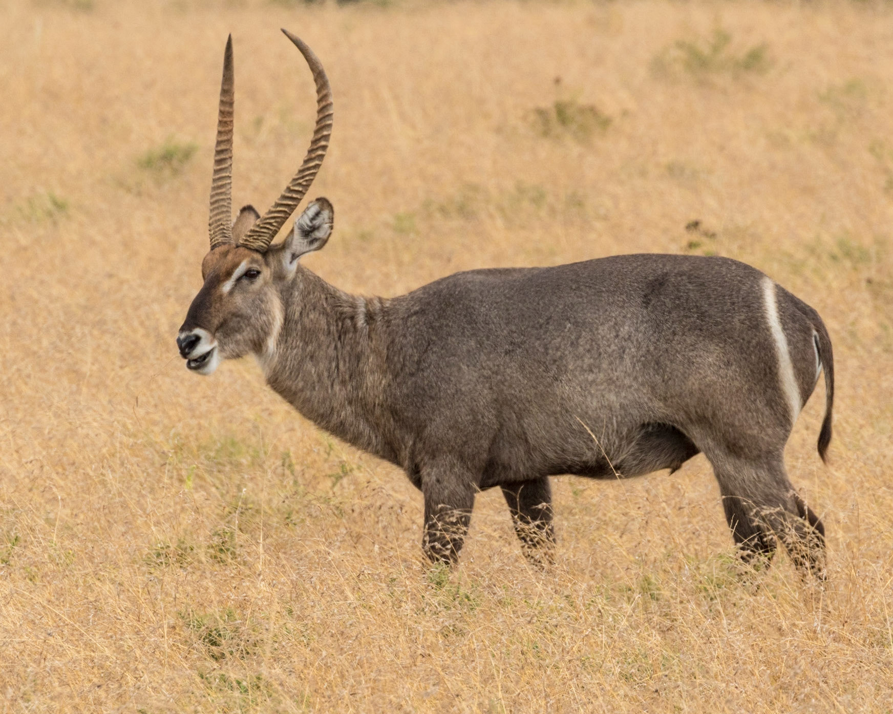 The Waterbuck (Kobus ellipsiprymnus)