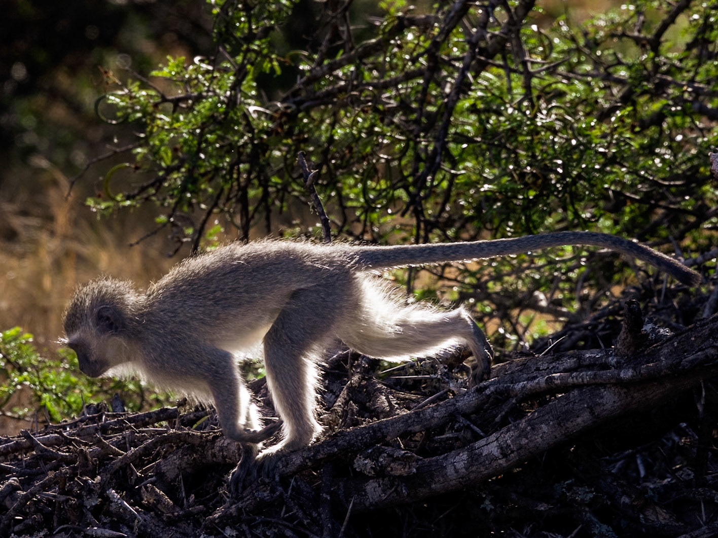 The Vervet Monkey