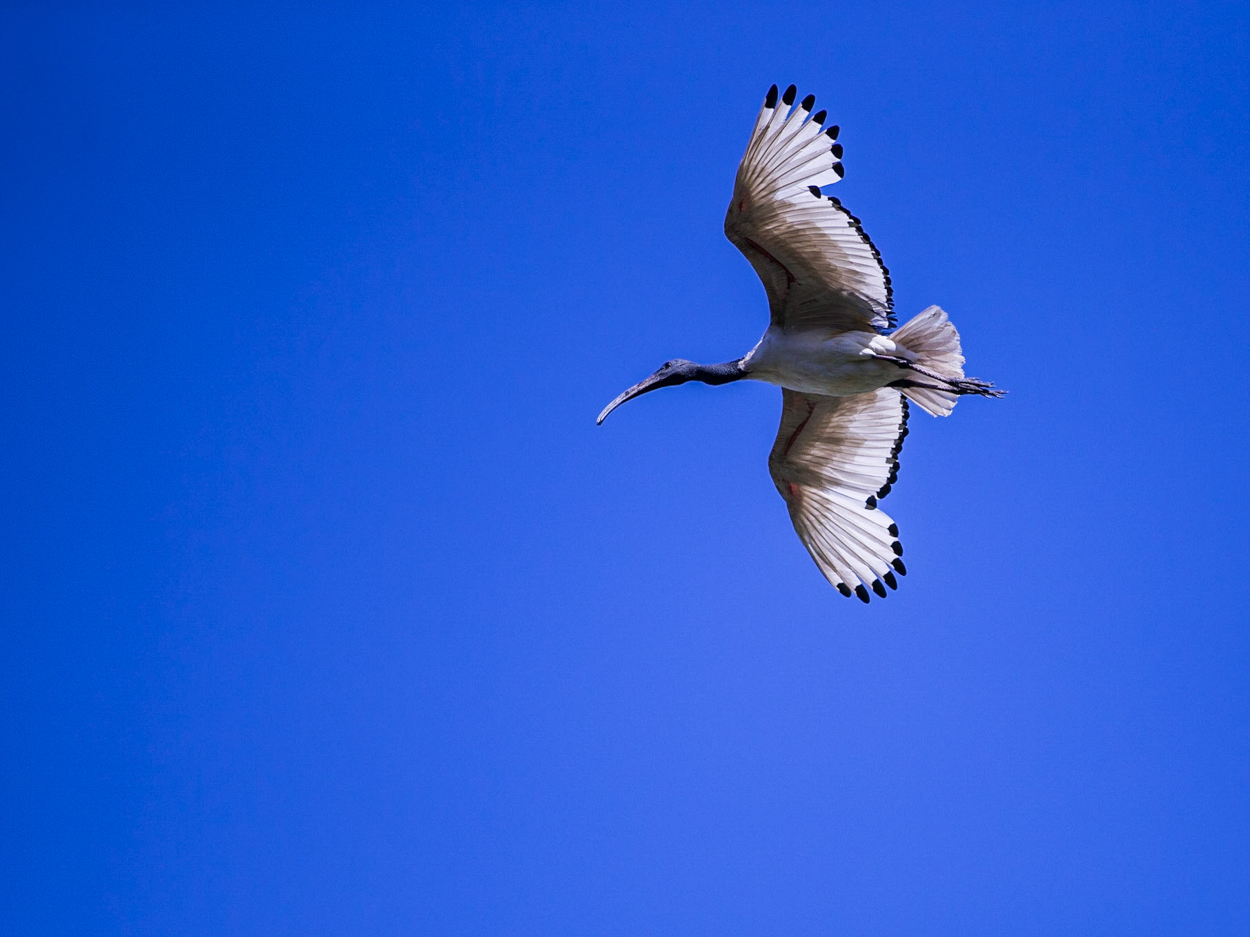 African Sacred Ibis In Flight