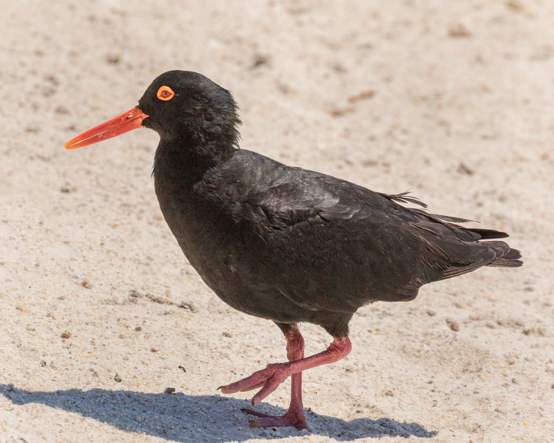 The African oystercatcher is a large, noisy wader, with completely black plumage, red legs and a strong broad red bill. The sexes are similar in appearance, however, females are larger and have a slightly longer beak than males. Juveniles have soft grey plumage and do not express the characteristic red legs and beak until after they fledged. The call is a distinctive loud piping, very similar to Eurasian oystercatchers. As the Eurasian oystercatcher is a migratory species they only occur as a vagrant in southern Africa, and its black-and-white plumage makes confusion impossible.