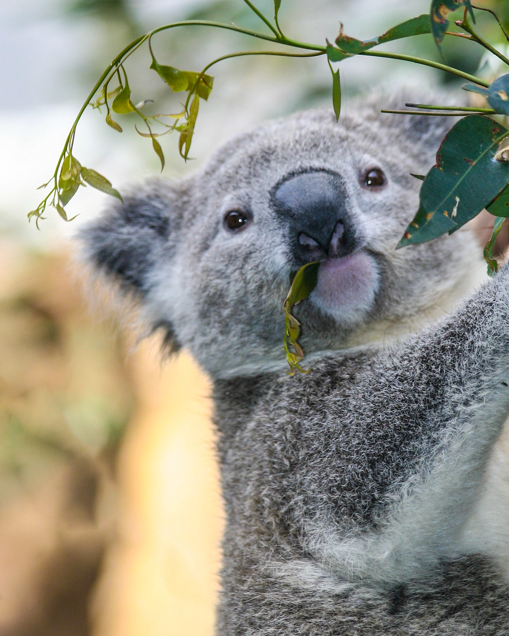 Koala In A Gum Tree