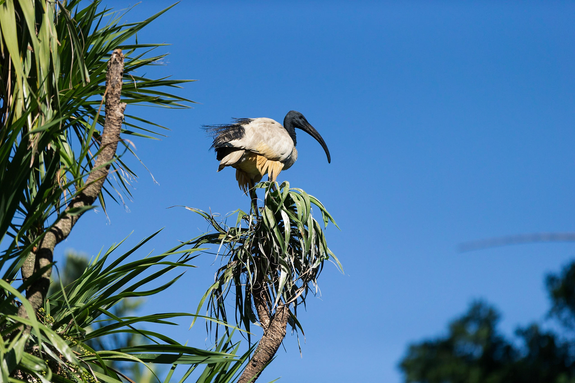 African Sacred Ibis