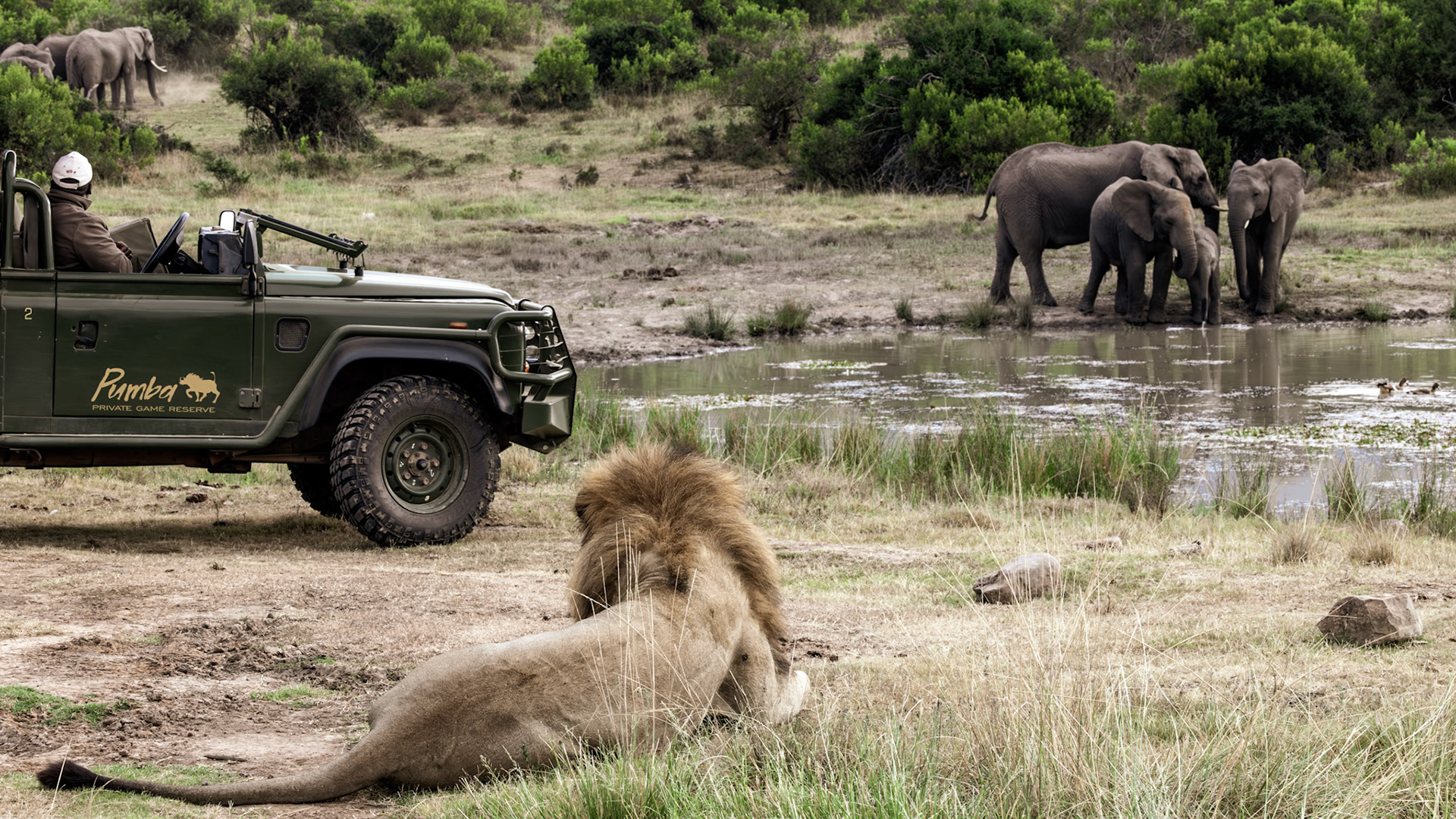 The Lion, The Waterhole And The Elephants