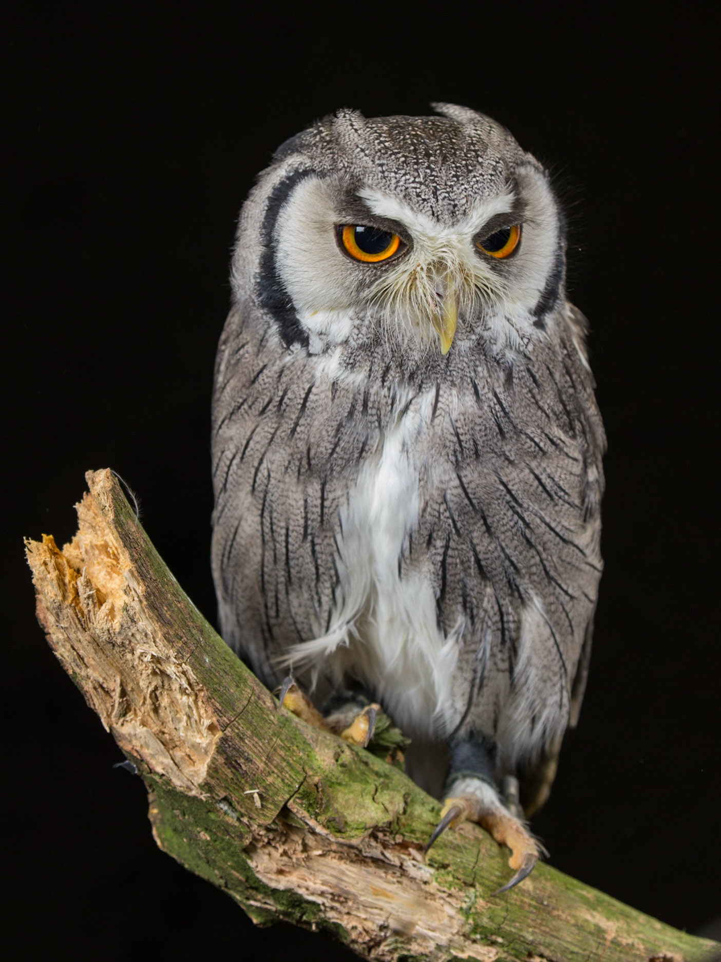 Long Eared Owl