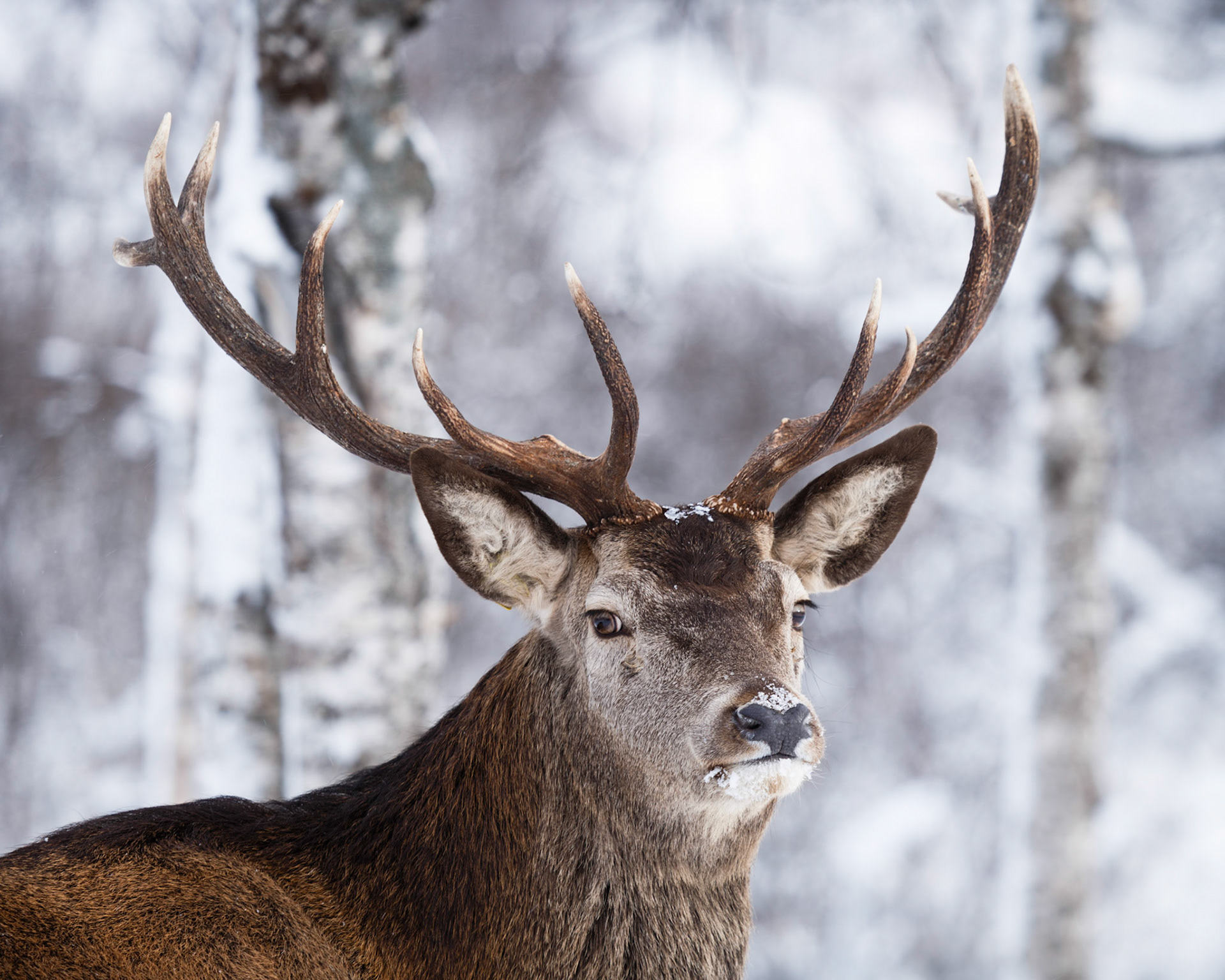 The Reindeer (Rangifur tarandus) Showing Off Magnificent Antlers