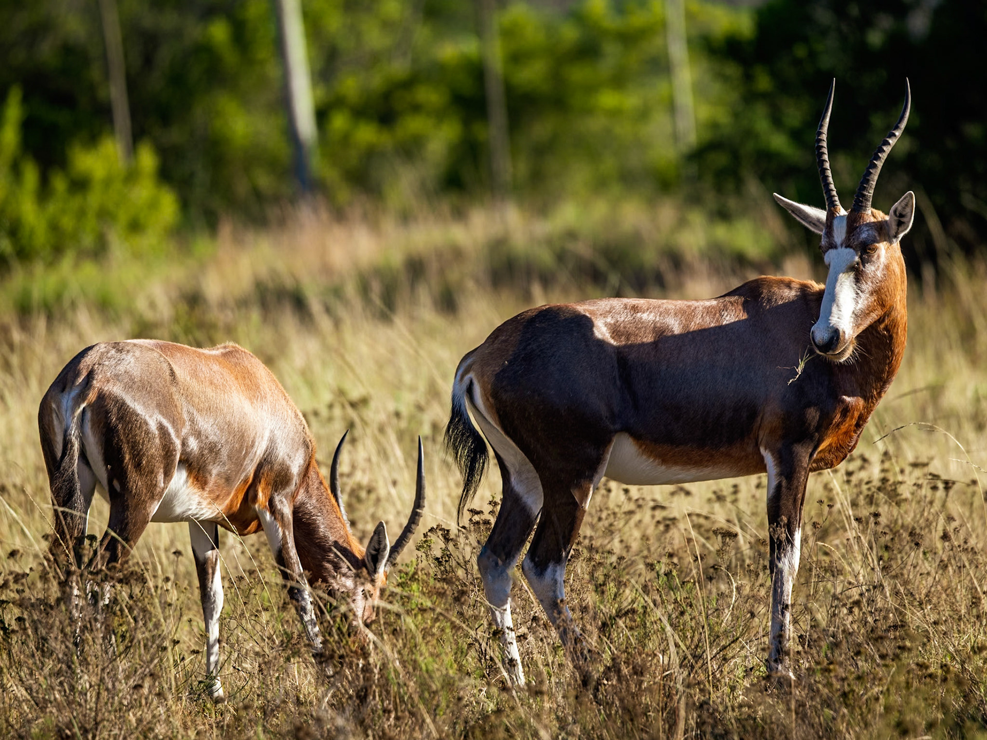 The Blesbok or Blesbuck (Damaliscus pygargus phillipsi)