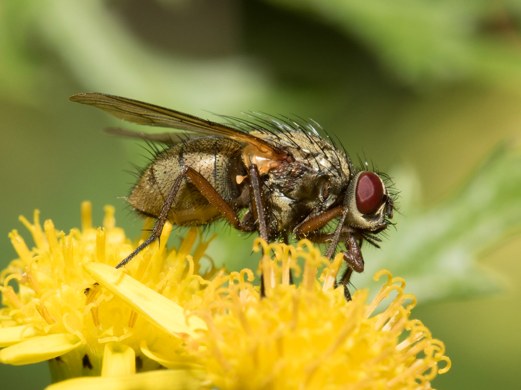 The Anthomyiidae are a large and diverse family of Muscoidea flies. Most look rather like small houseflies, but are commonly drab grey. The genus Anthomyia, in contrast, is generally conspicuously patterned in black-and-white or black-and-silvery-grey.