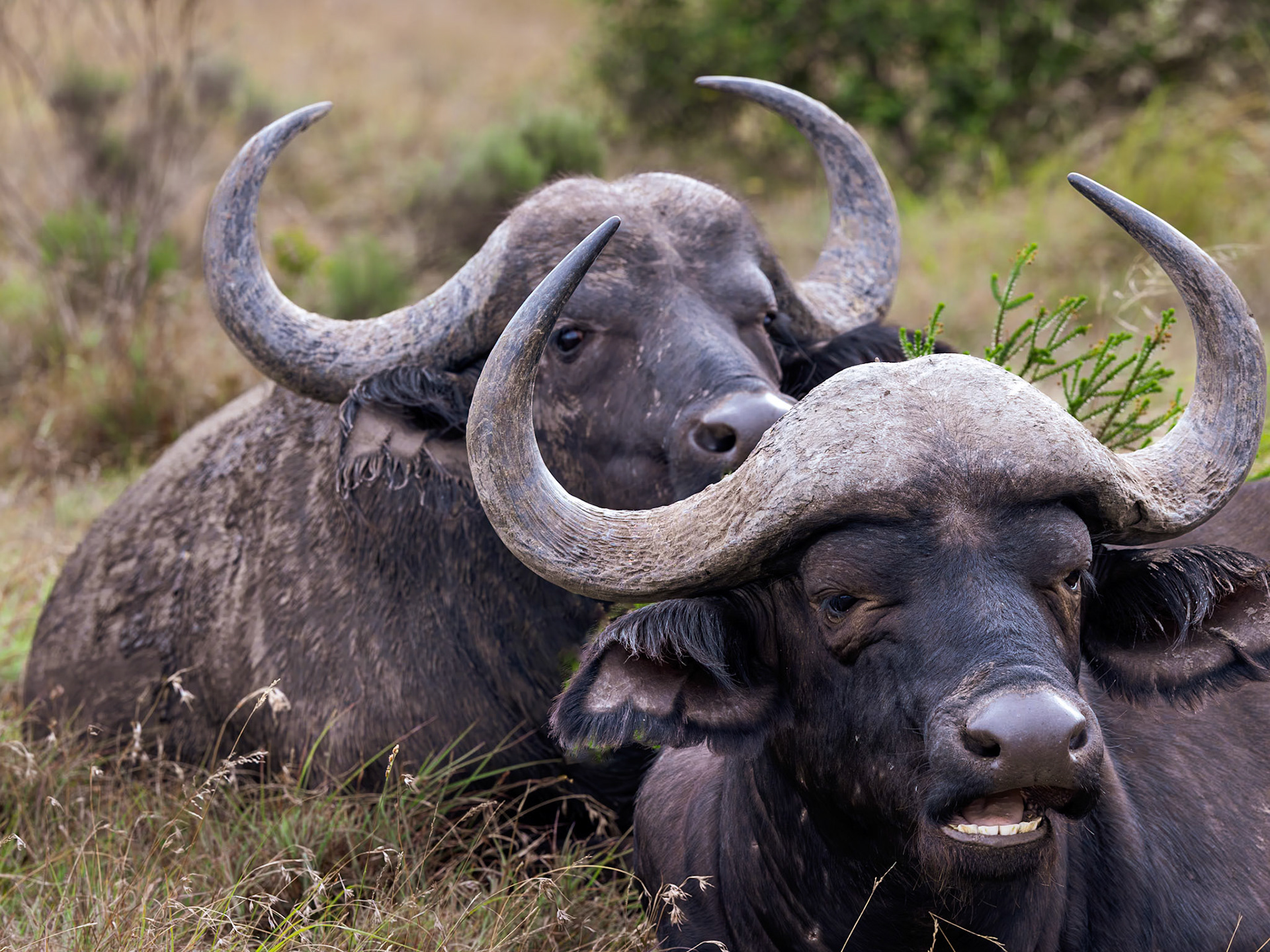 The African Buffalo (Syncerus caffer)