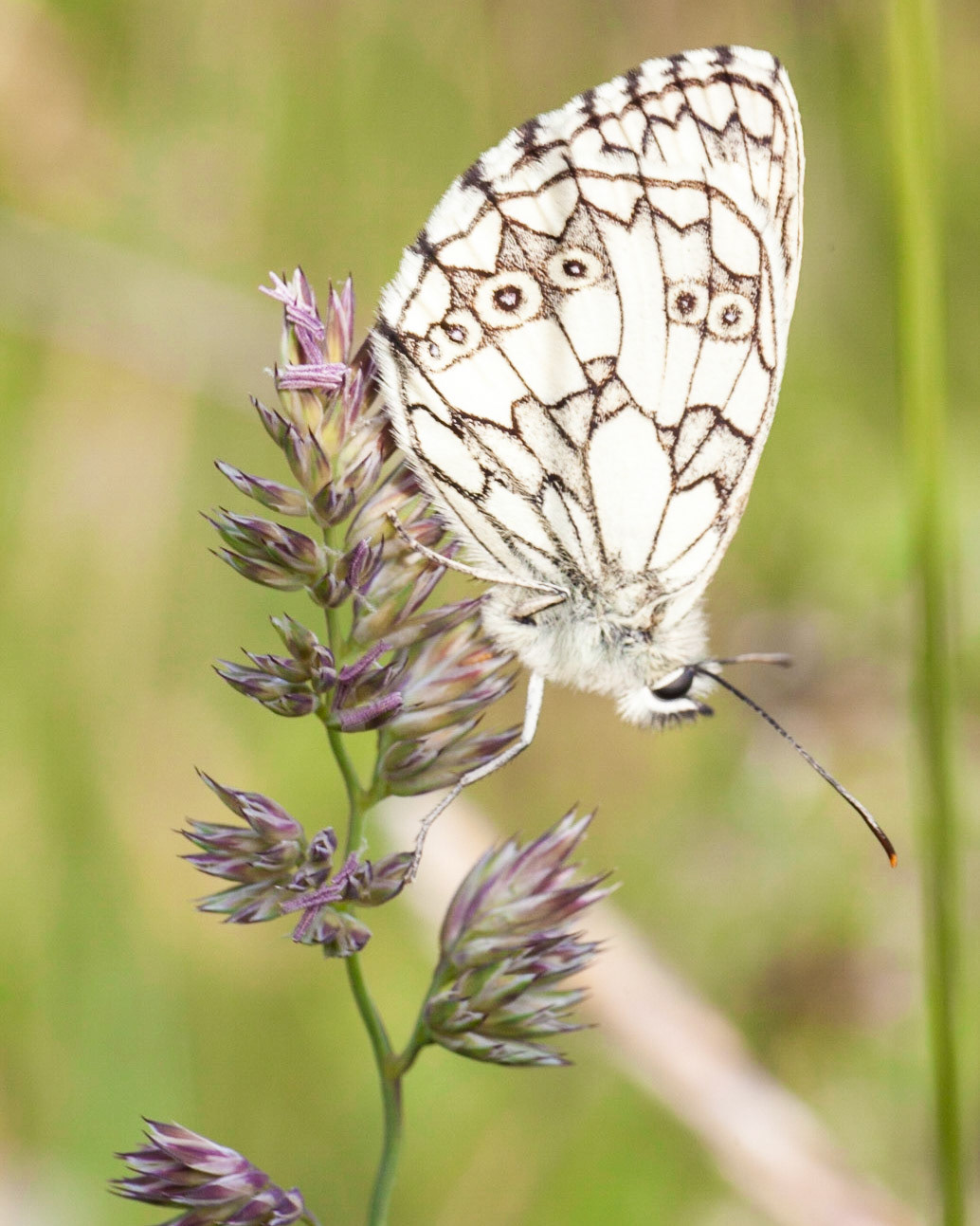 The Marbled White is a distinctive and attractive black and white butterfly, unlikely to be mistaken for any other species. In July it flies in areas of unimproved grassland and can occur in large numbers on southern downland. It shows a marked preference for purple flowers such as Wild Marjoram, Field Scabious, thistles, and knapweeds. Adults may be found roosting halfway down tall grass stems.