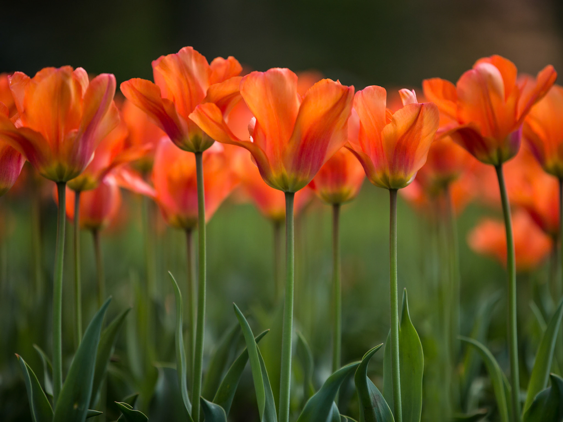 Orange Tulips