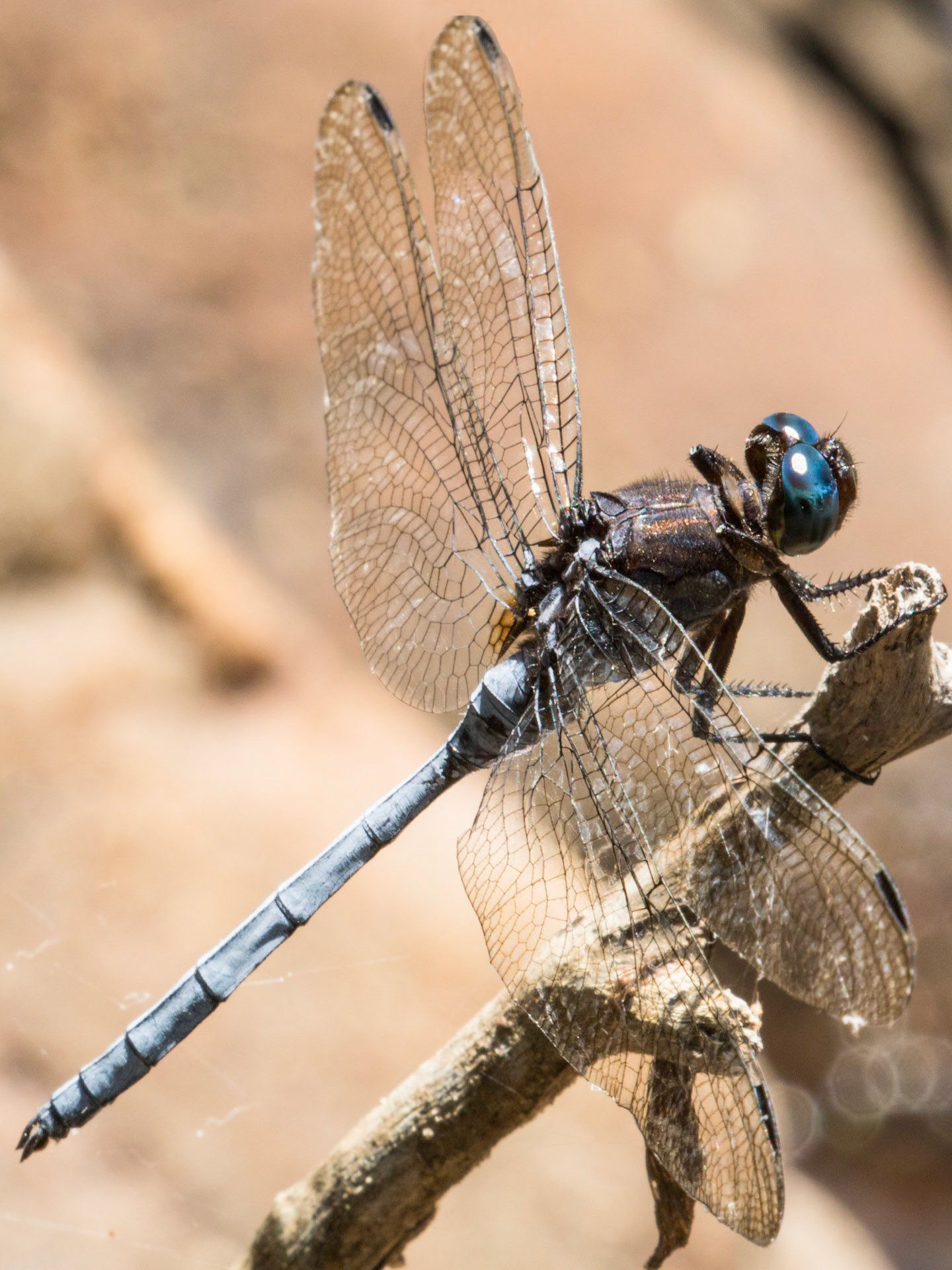 The blue dasher (Pachydiplax longipennis) is a dragonfly of the skimmer family.  They will eat just about anything, but their favourite meals are mosquito larvae. The meals change when they hatch into adults, but their insatiable appetite does not.